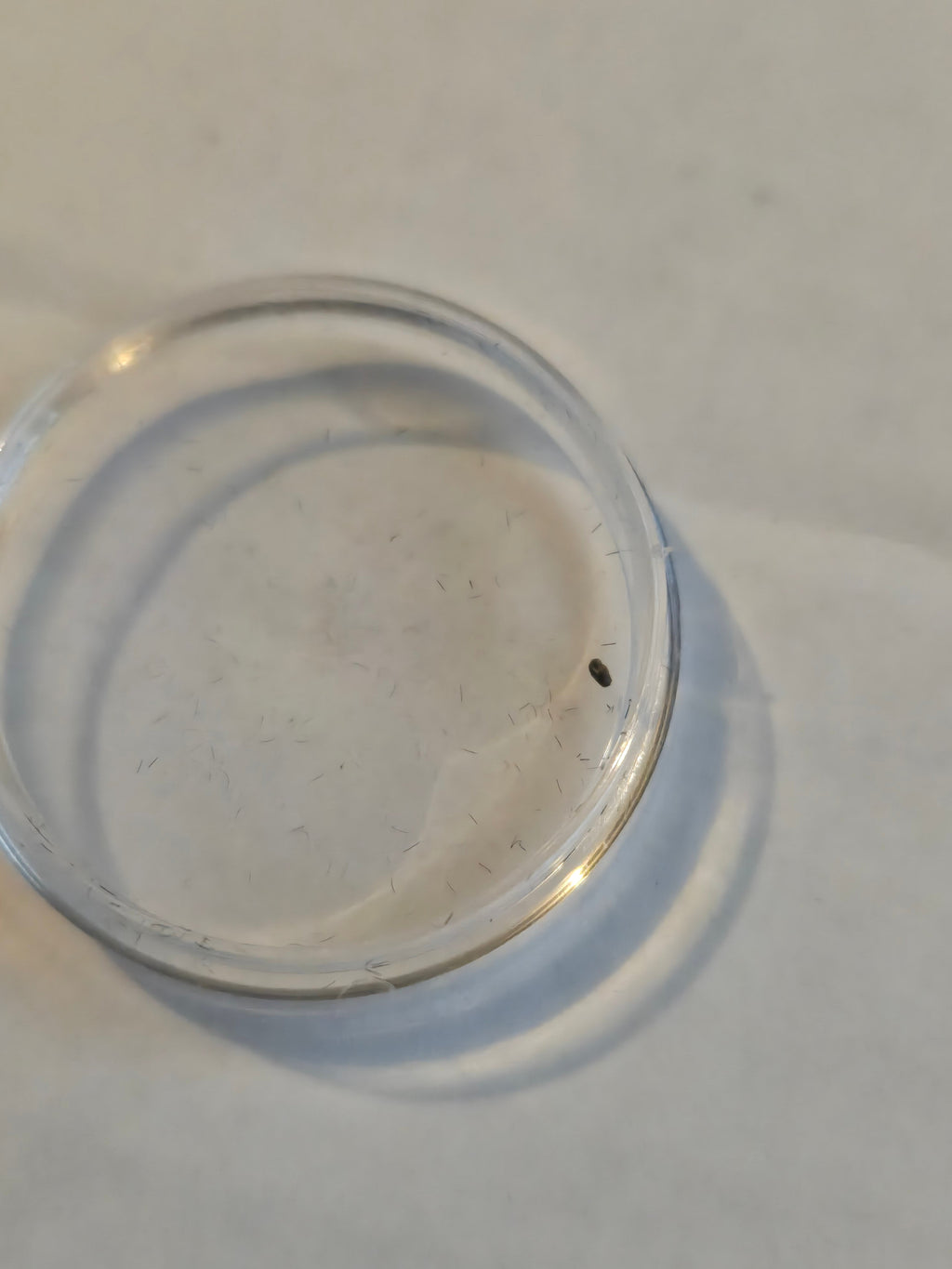 NWA 15364 meteorite