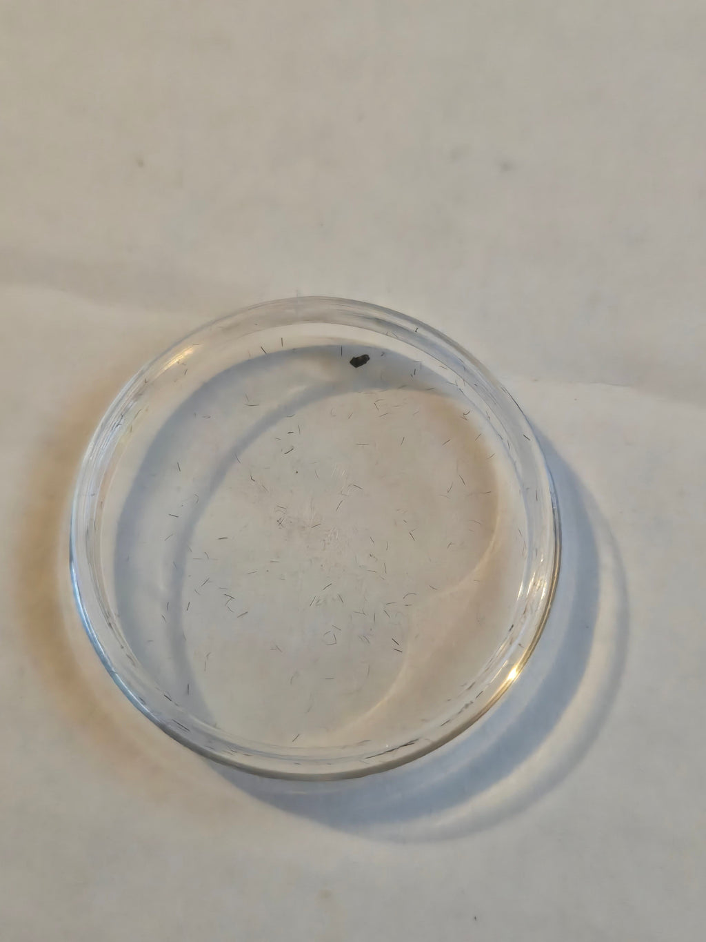 NWA 15364 meteorite
