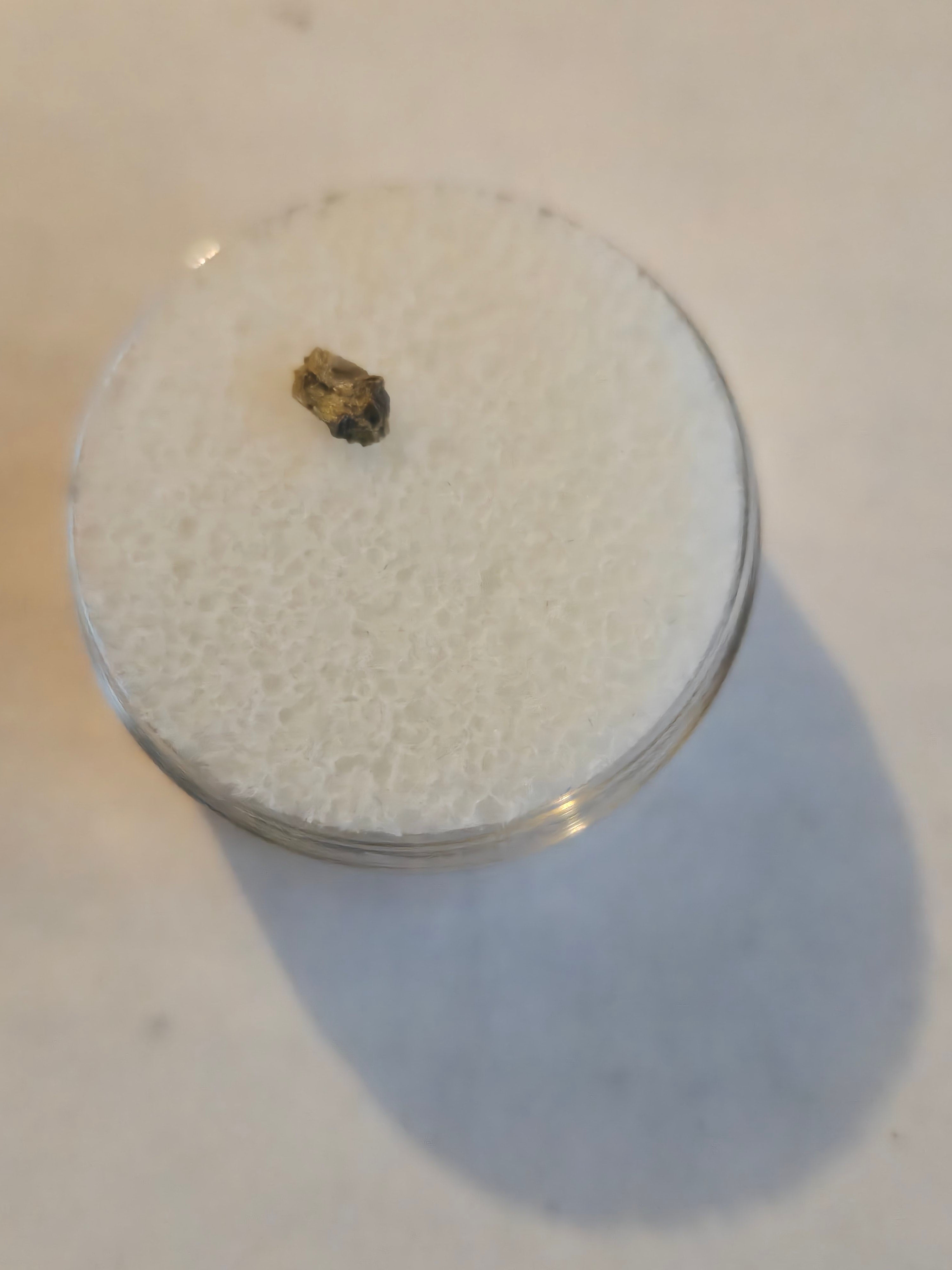 NWA 1877 meteorite