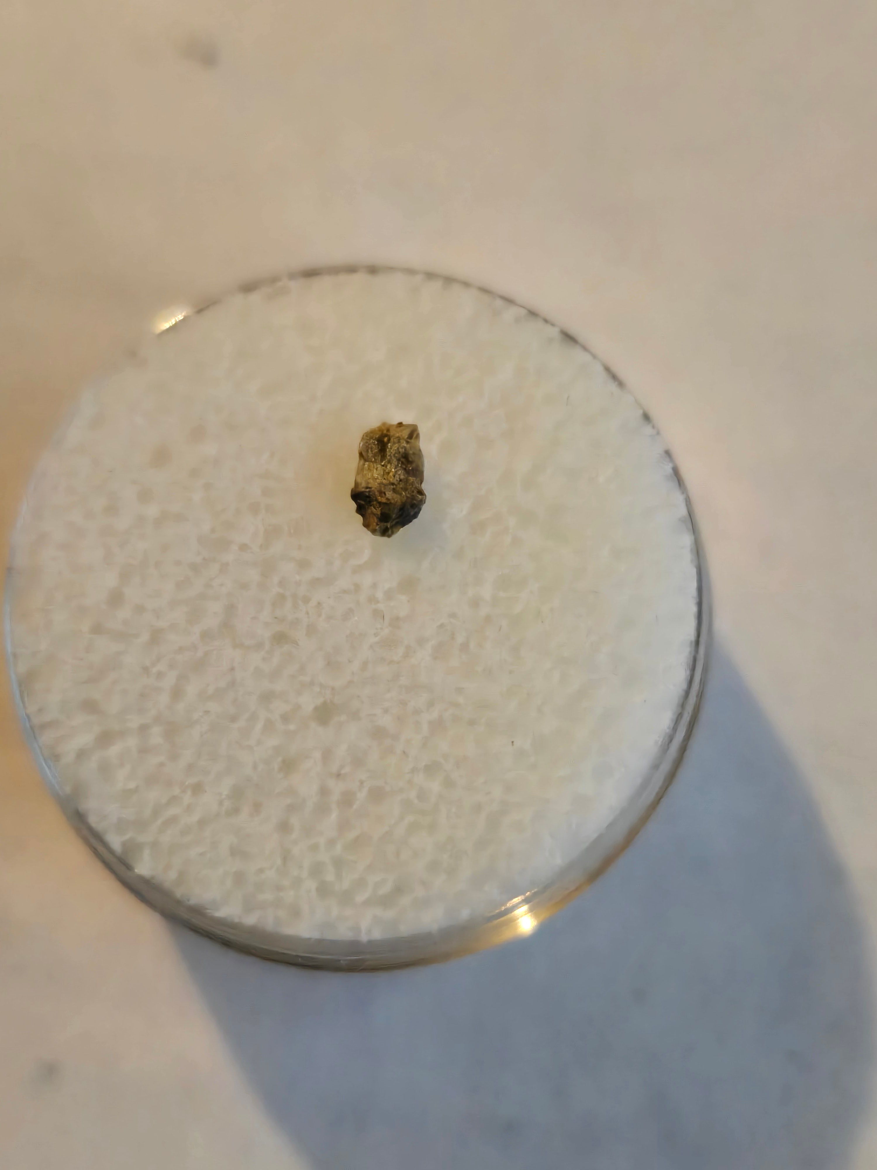 NWA 1877 meteorite