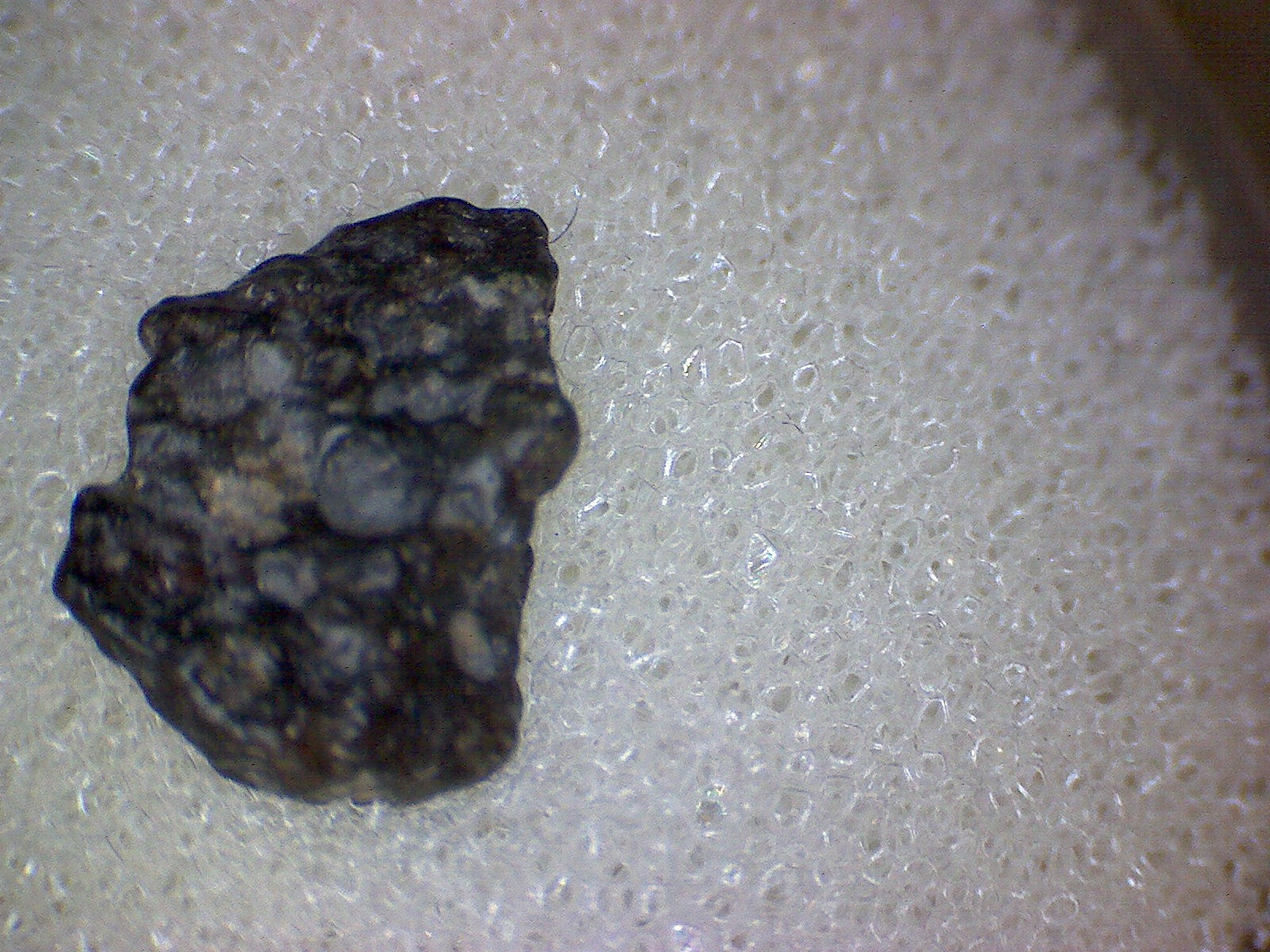 NWA 2086 meteorite specimen