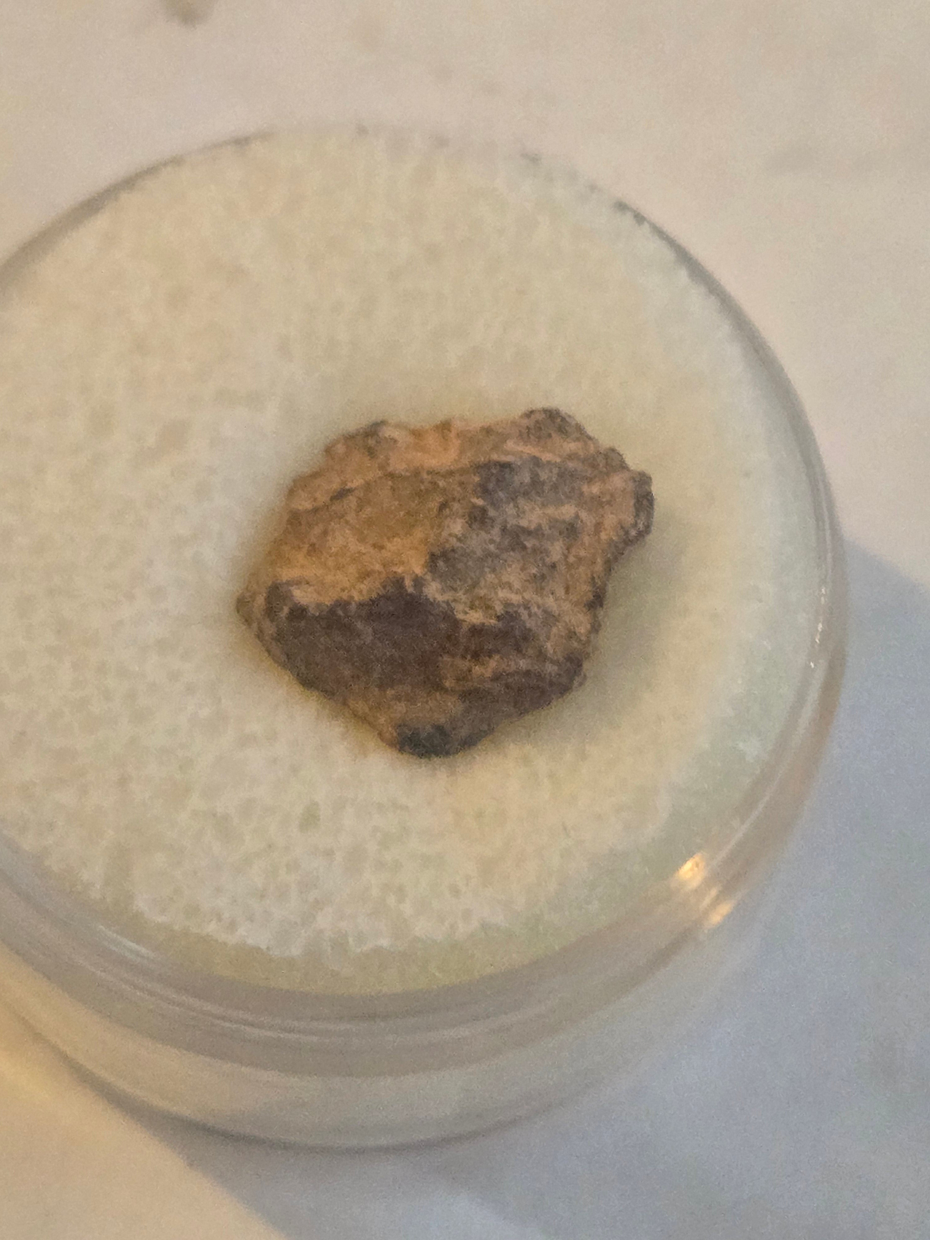 NWA 2924 meteorite