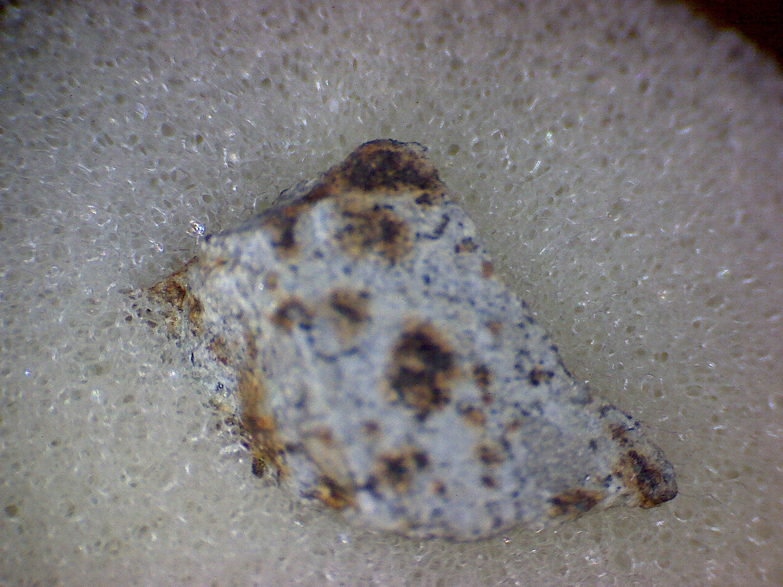 NWA 7017 meteorite specimen