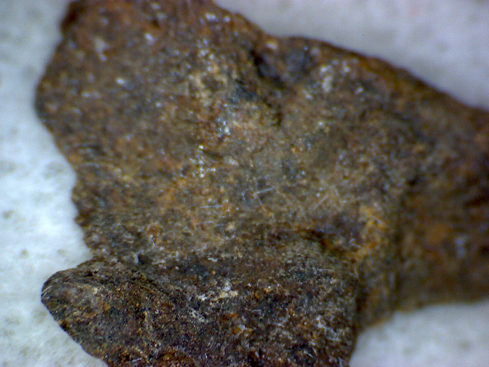 NWA 7336 meteorite specimen