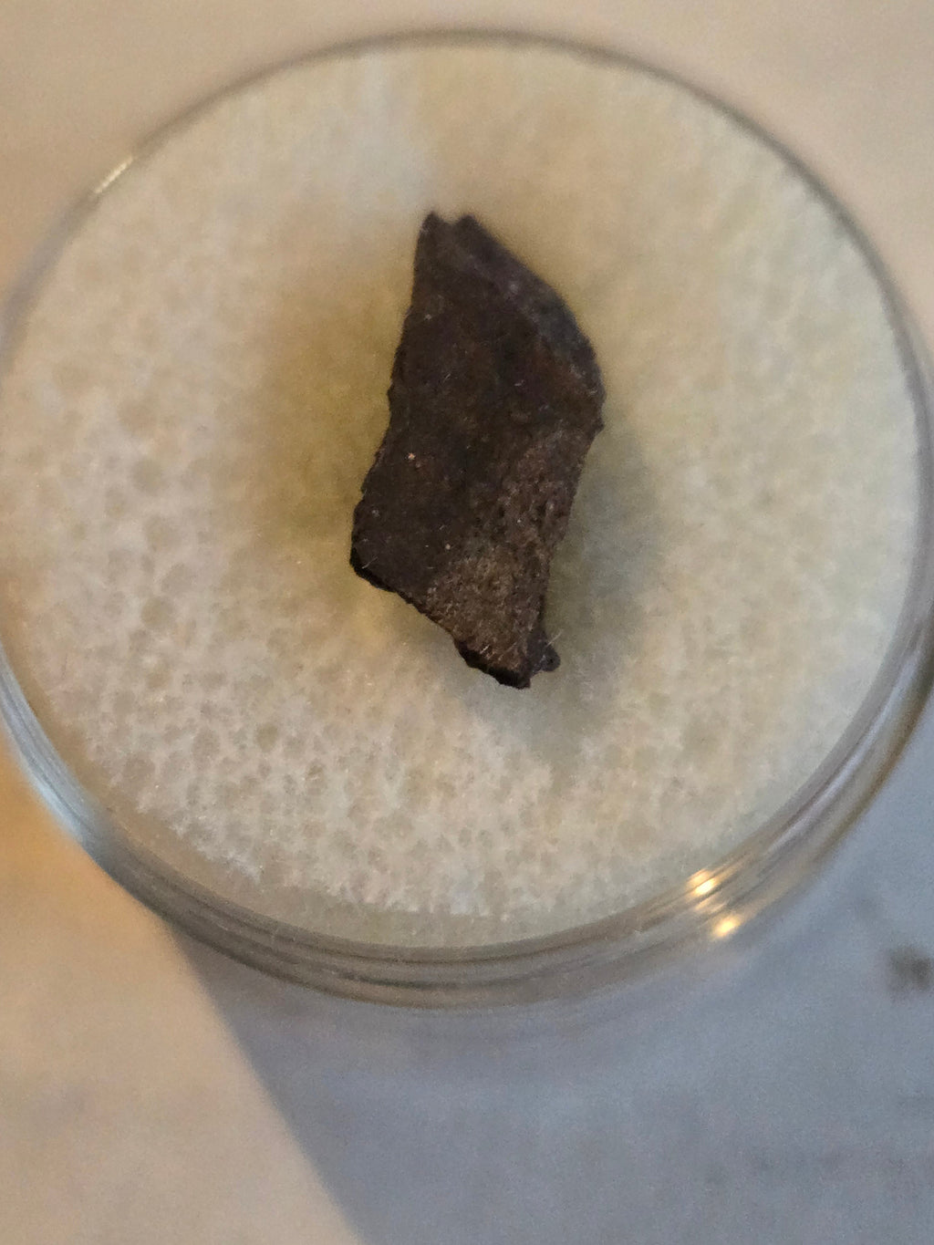 NWA 7429 meteorite
