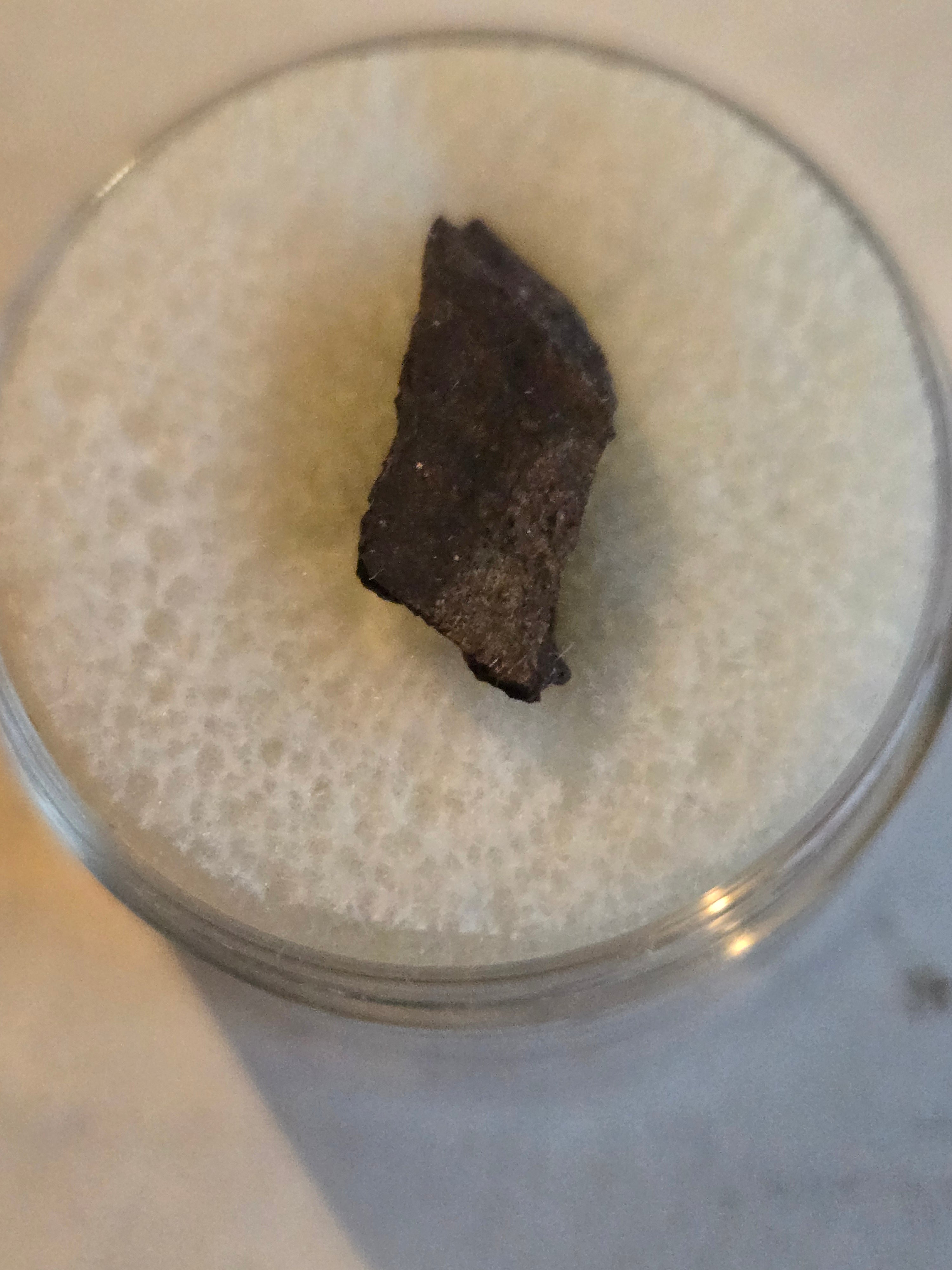 NWA 7429 meteorite