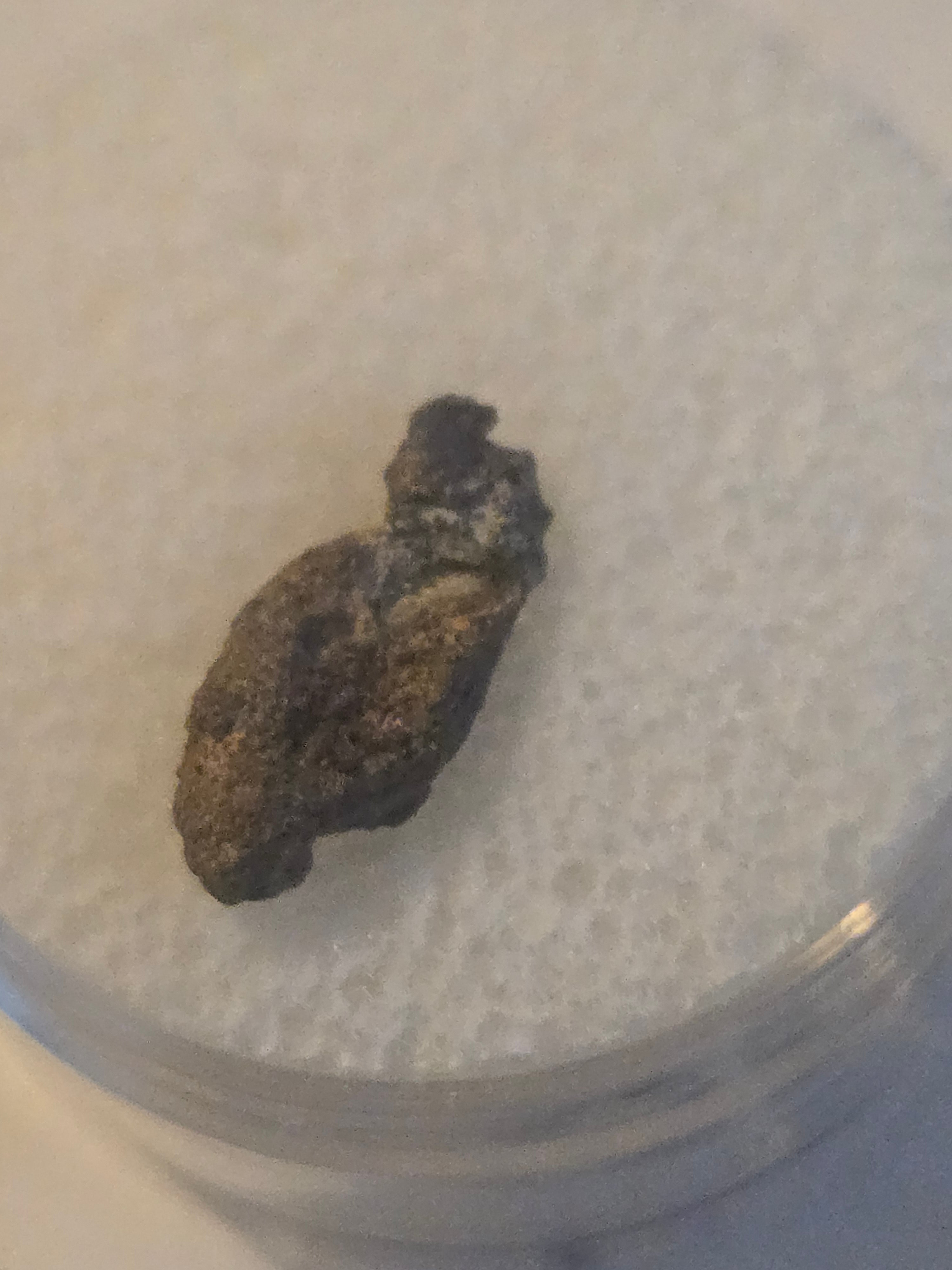NWA 7920 meteorite