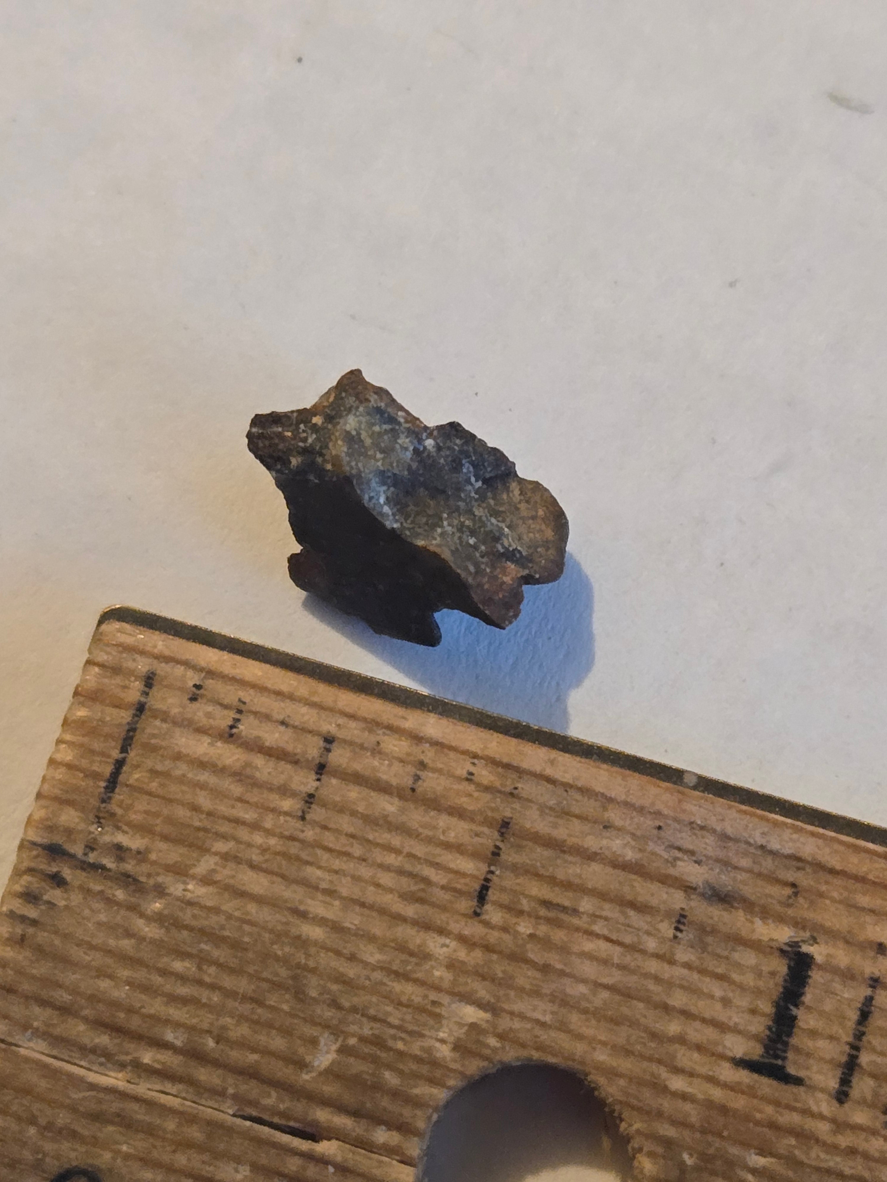 NWA 8036 meteorite