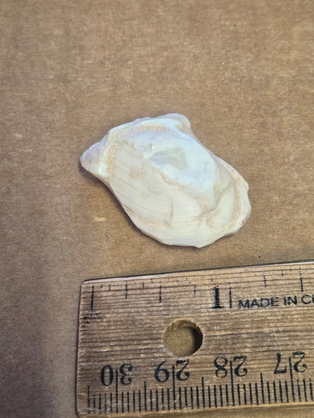 Opalized Brachiopod specimen