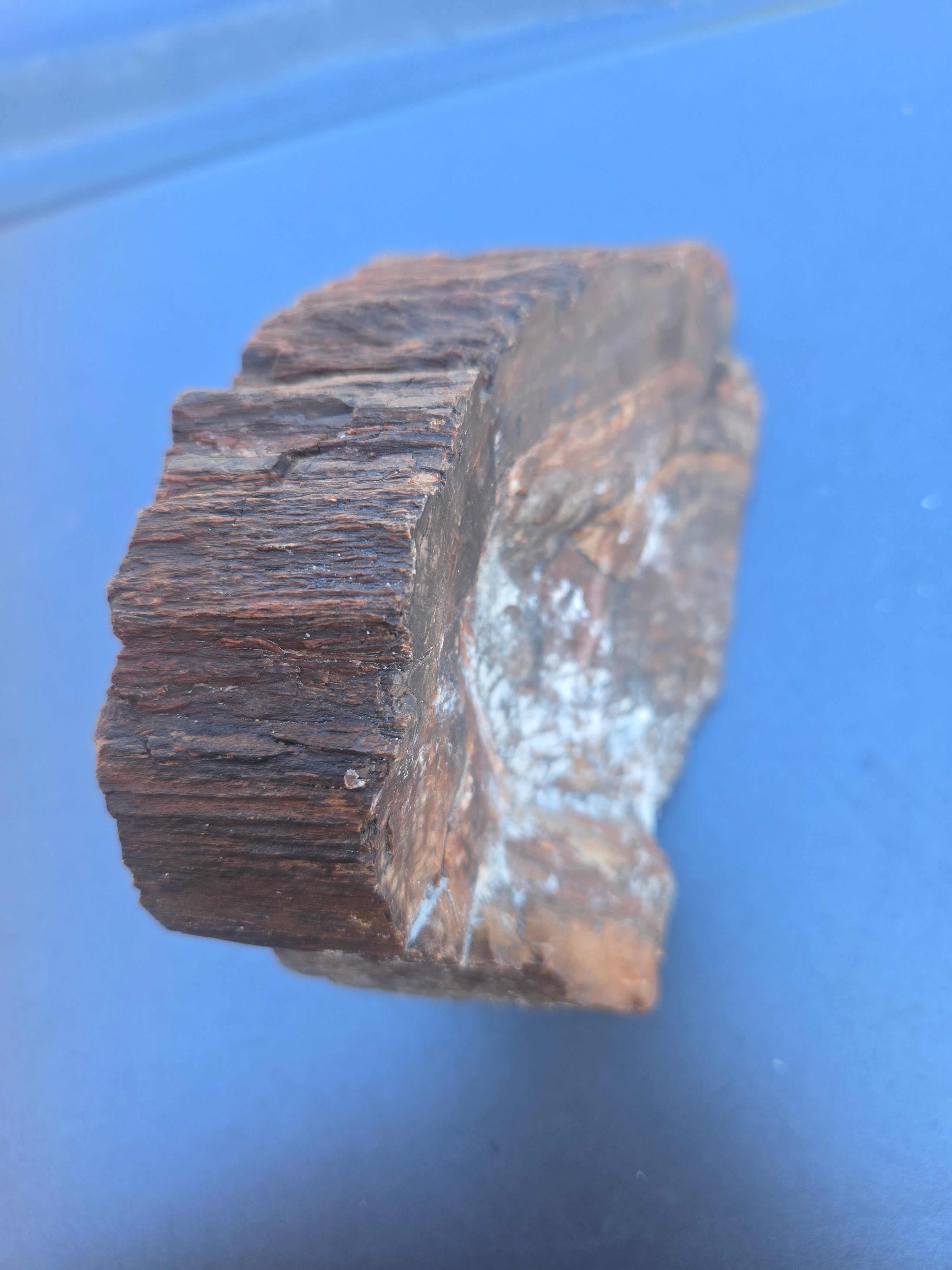 Petrified wood