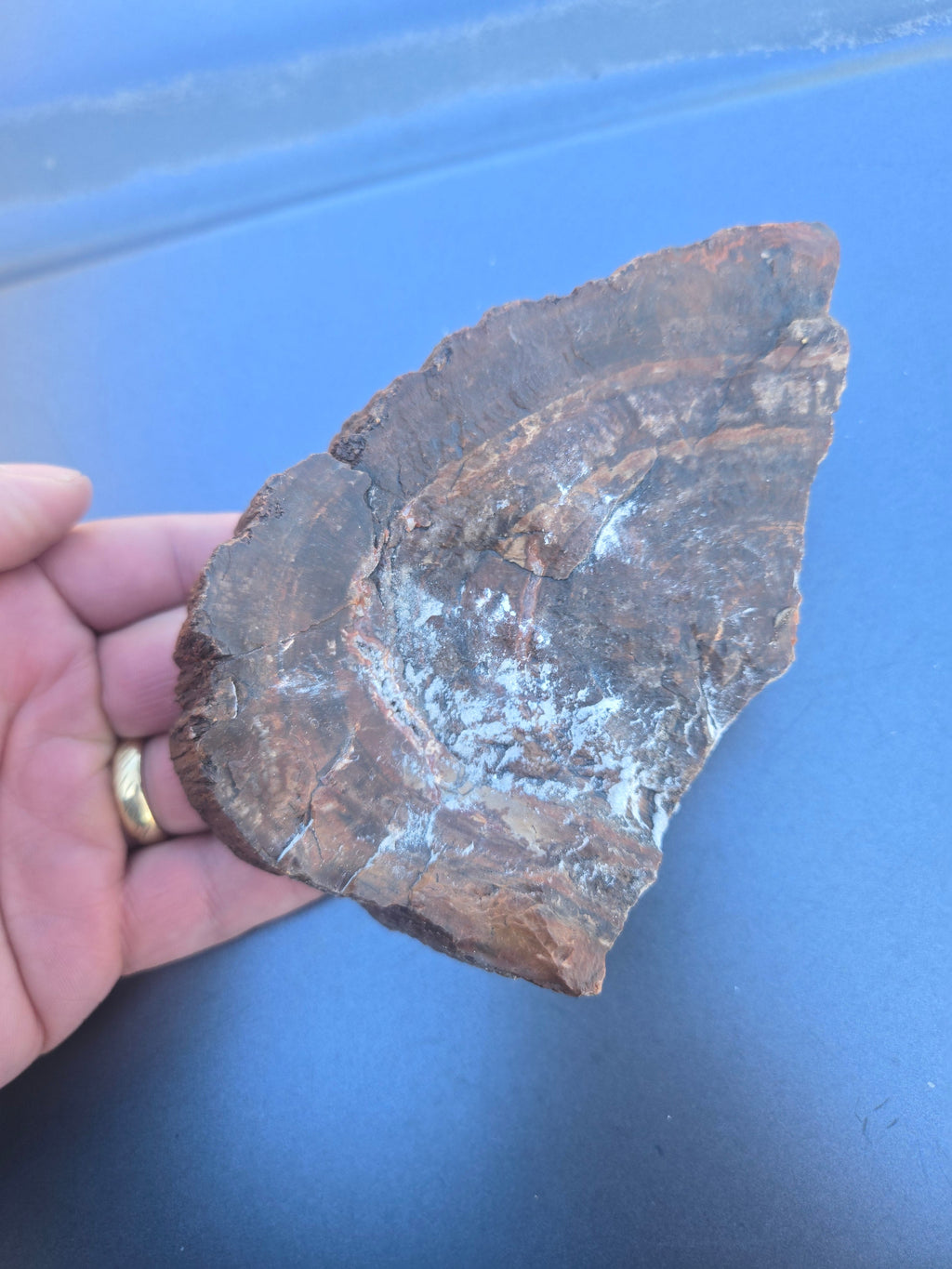Petrified wood