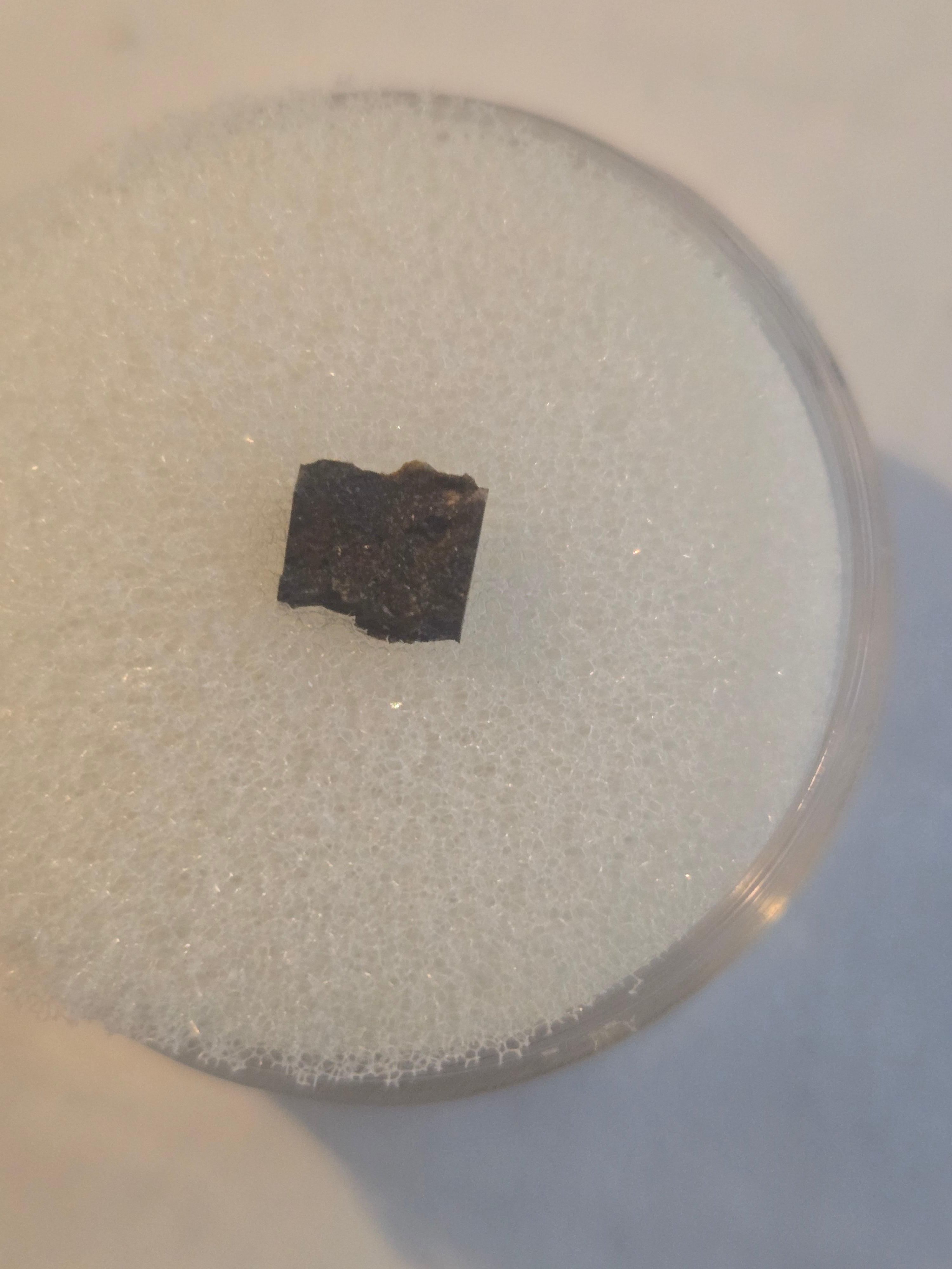 Plainview Meteorite Specimen