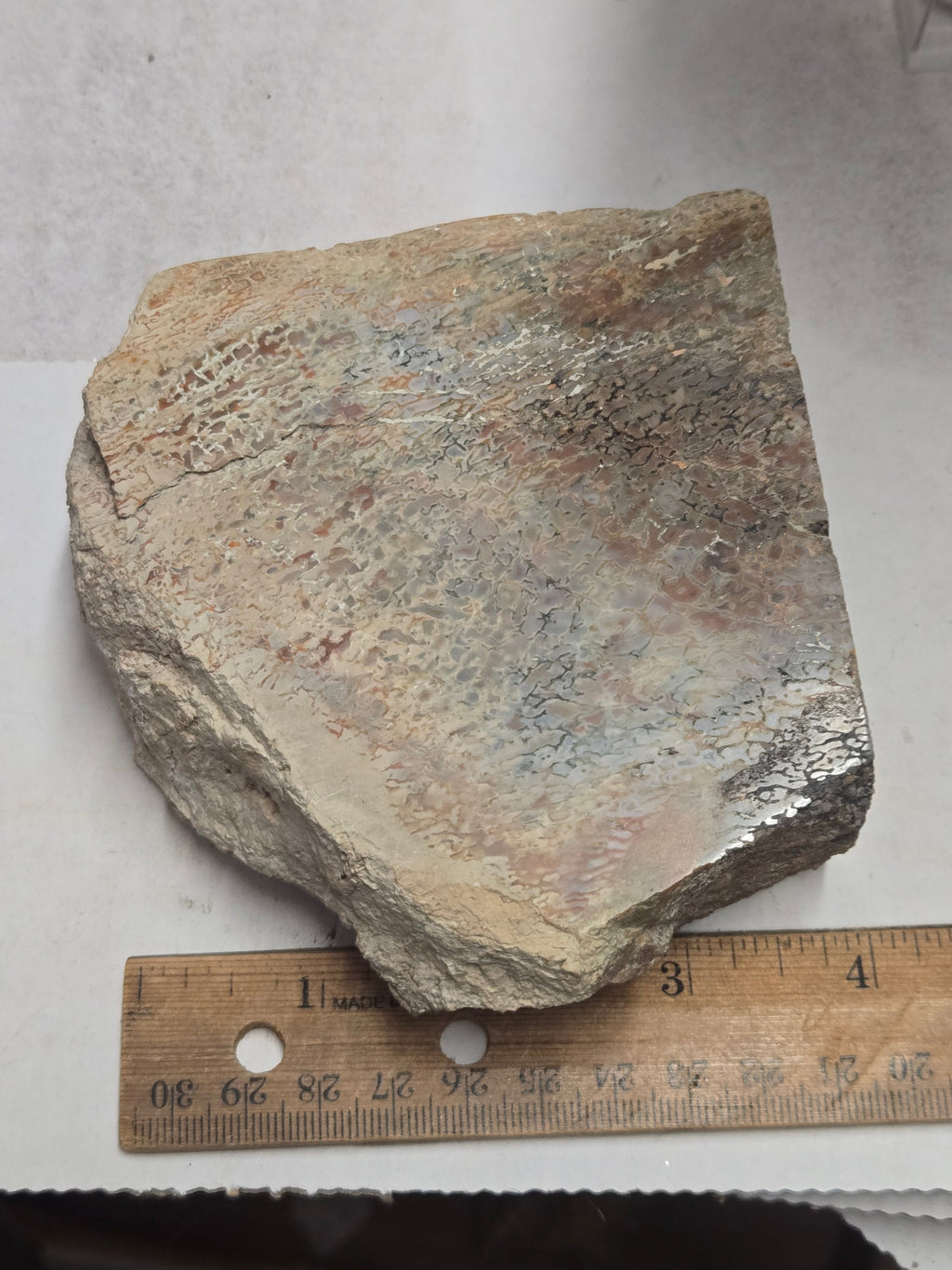 Polished Pink Dinosaur Bone Specimen
