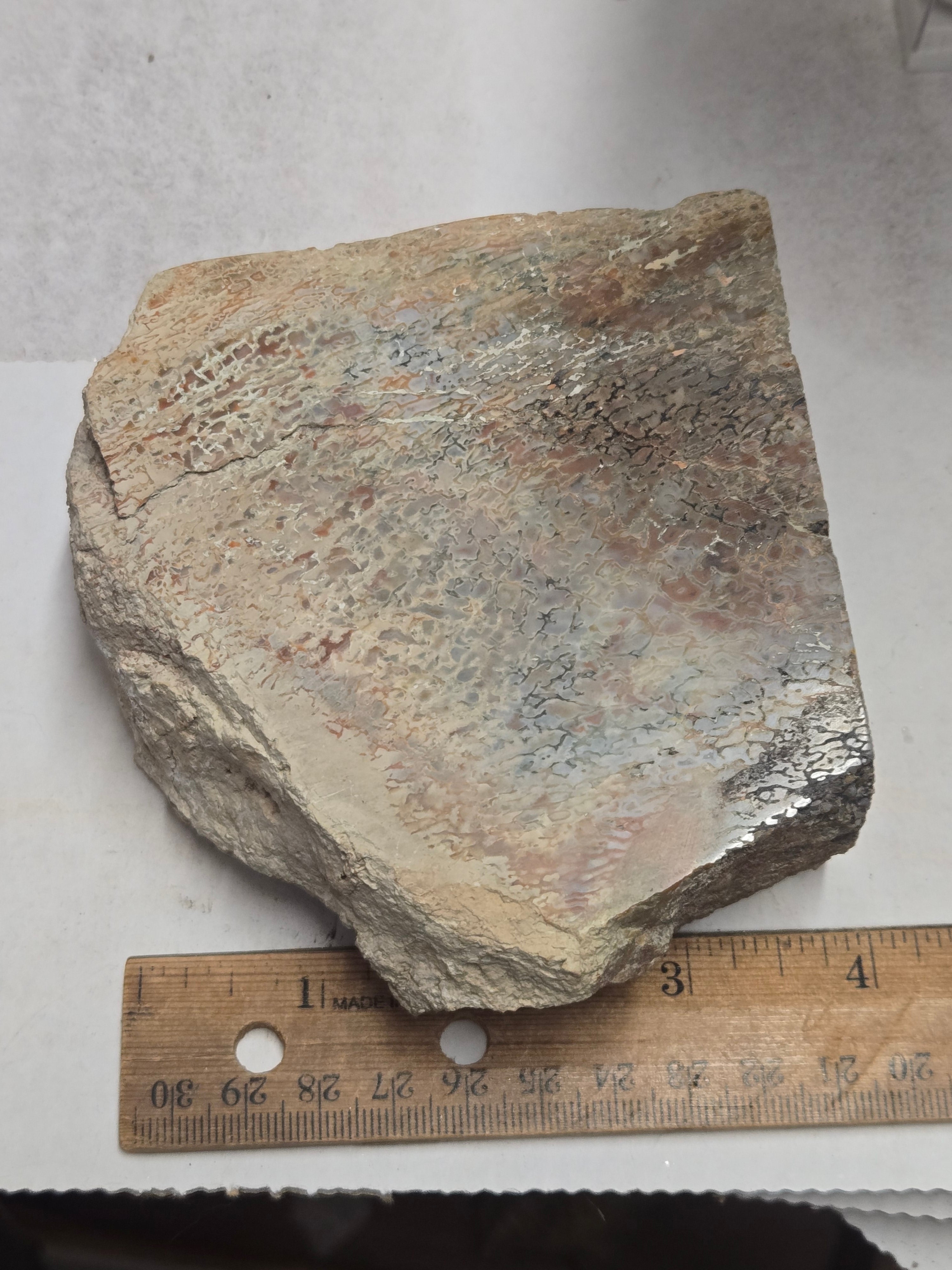 Polished Pink Dinosaur Bone Specimen