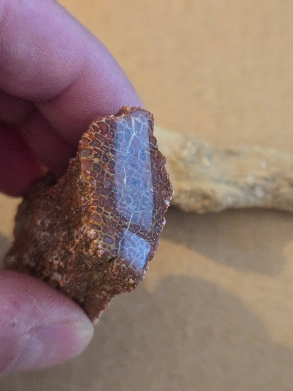 Polished red dinosaur bone