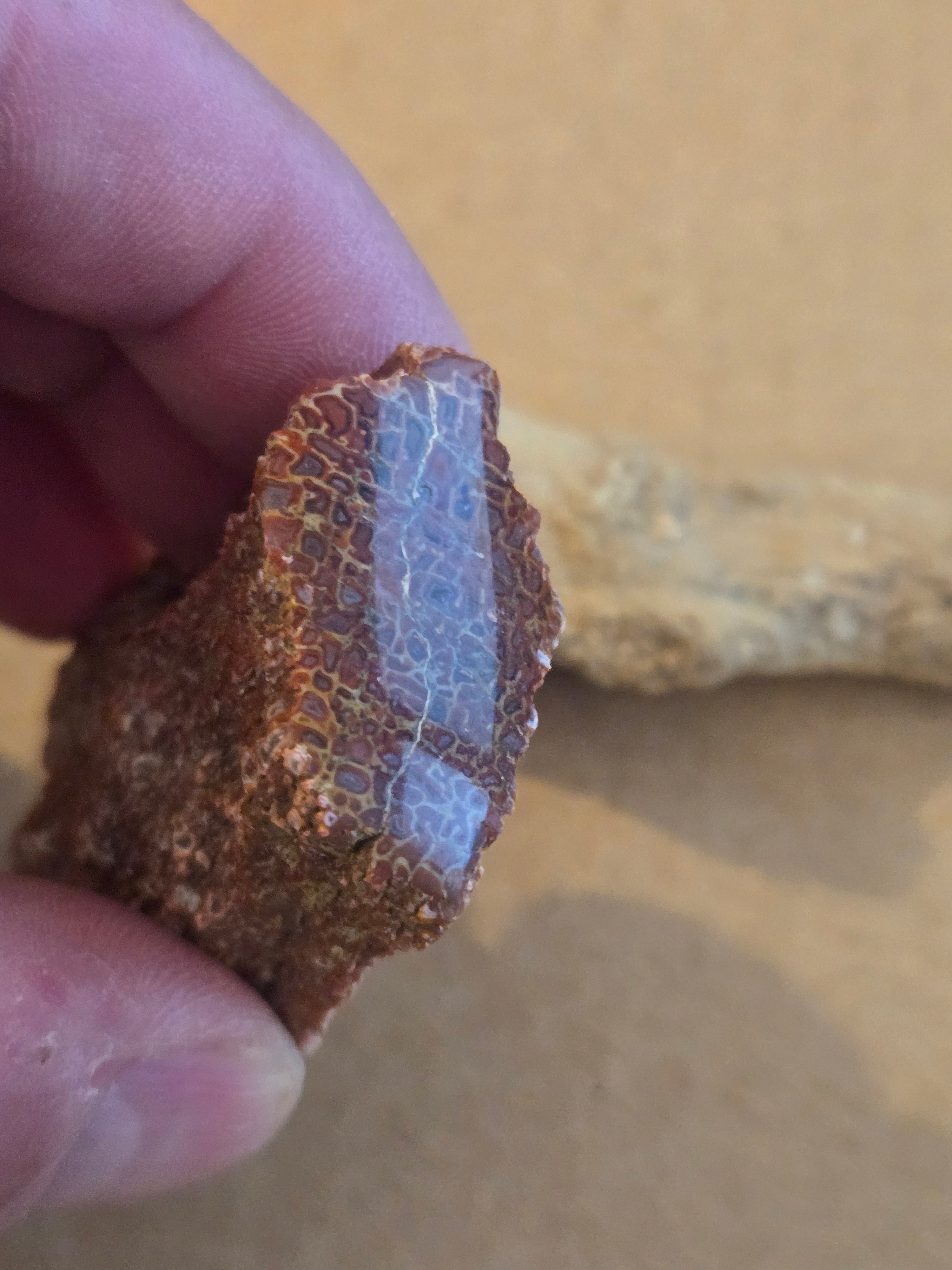 Polished red dinosaur bone