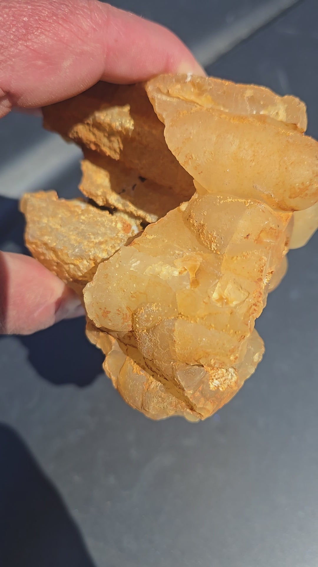 Fossil Bamboo