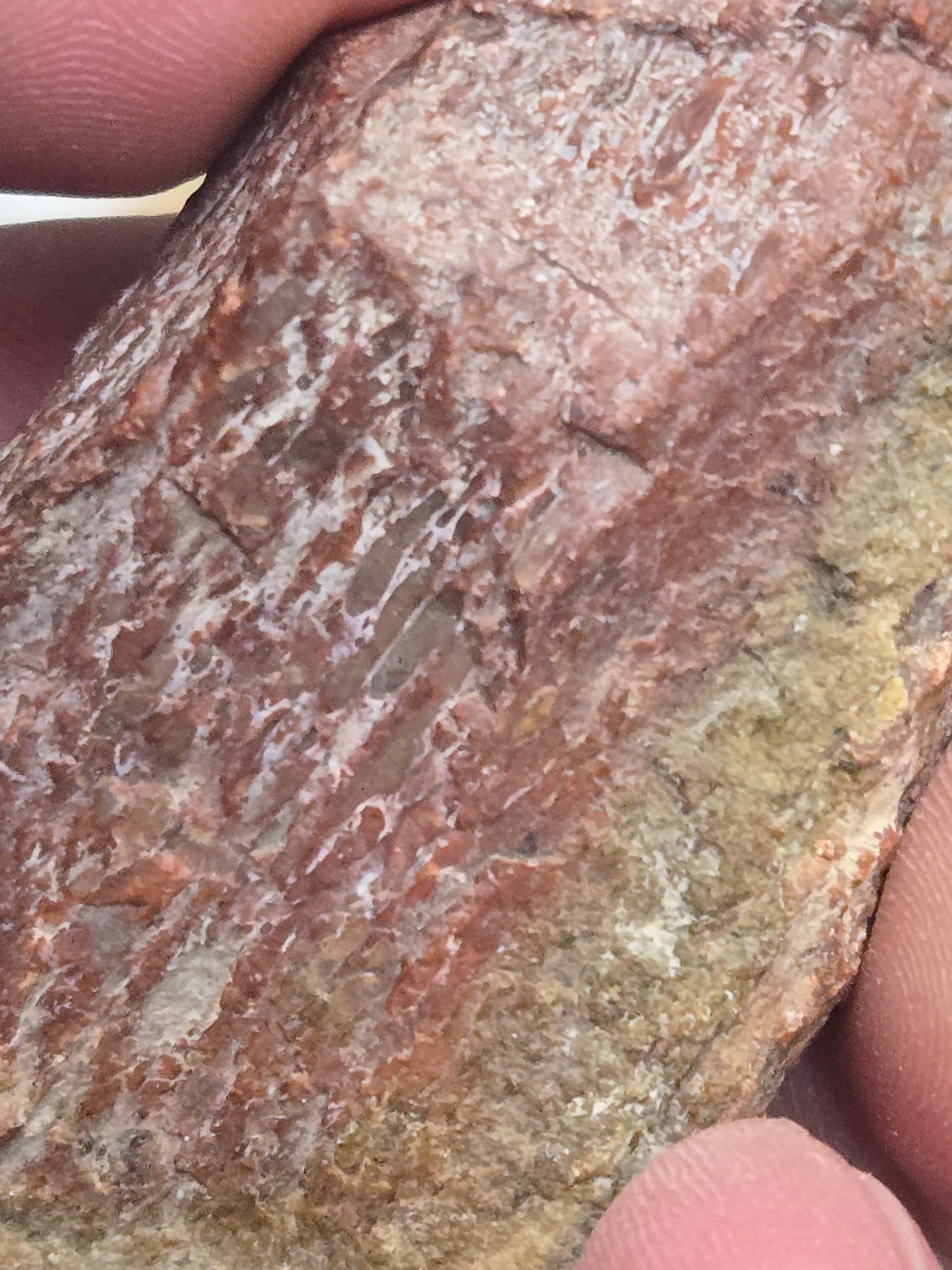Red dinosaur bone gembone