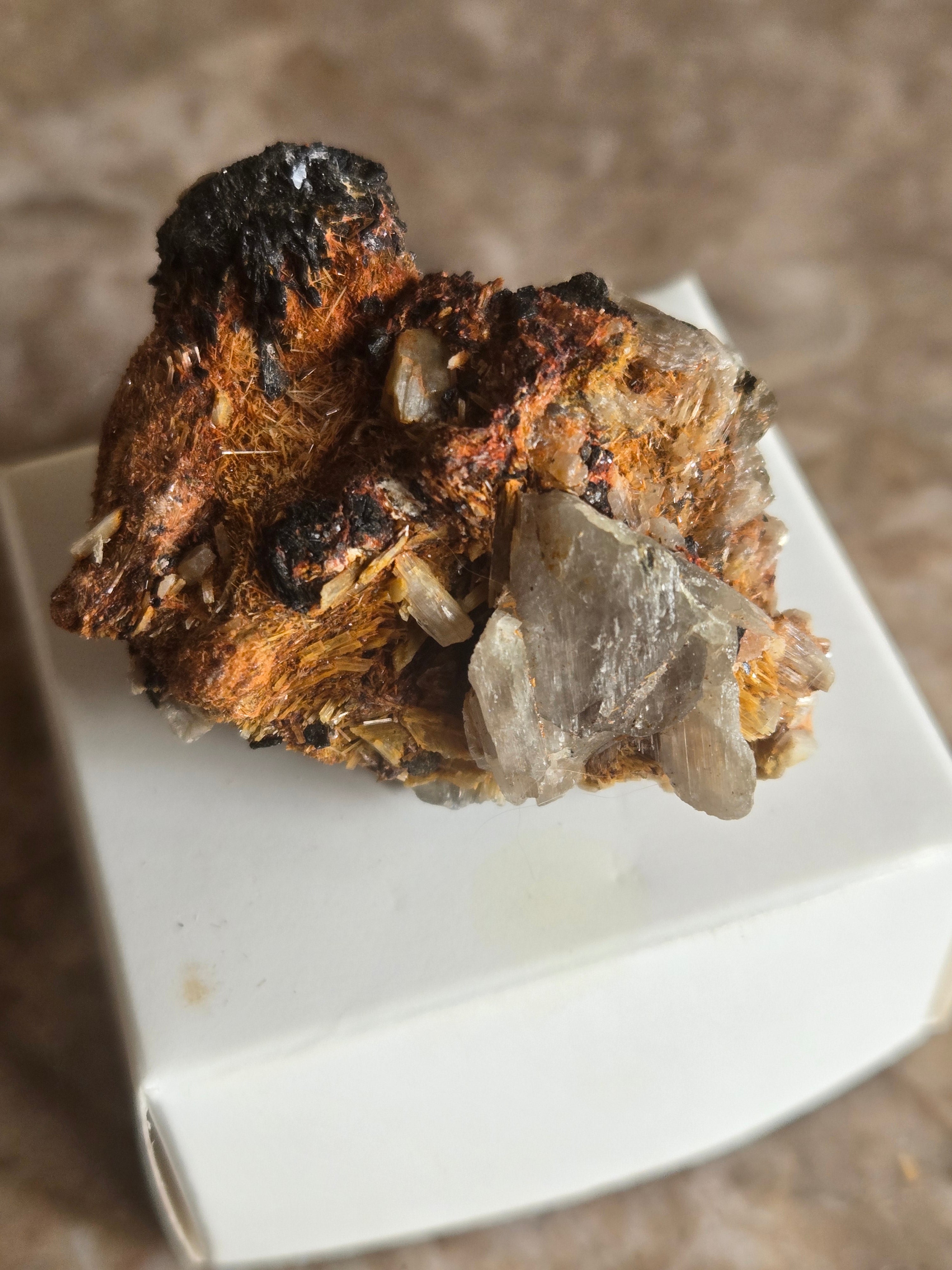 Diaspore Specimen