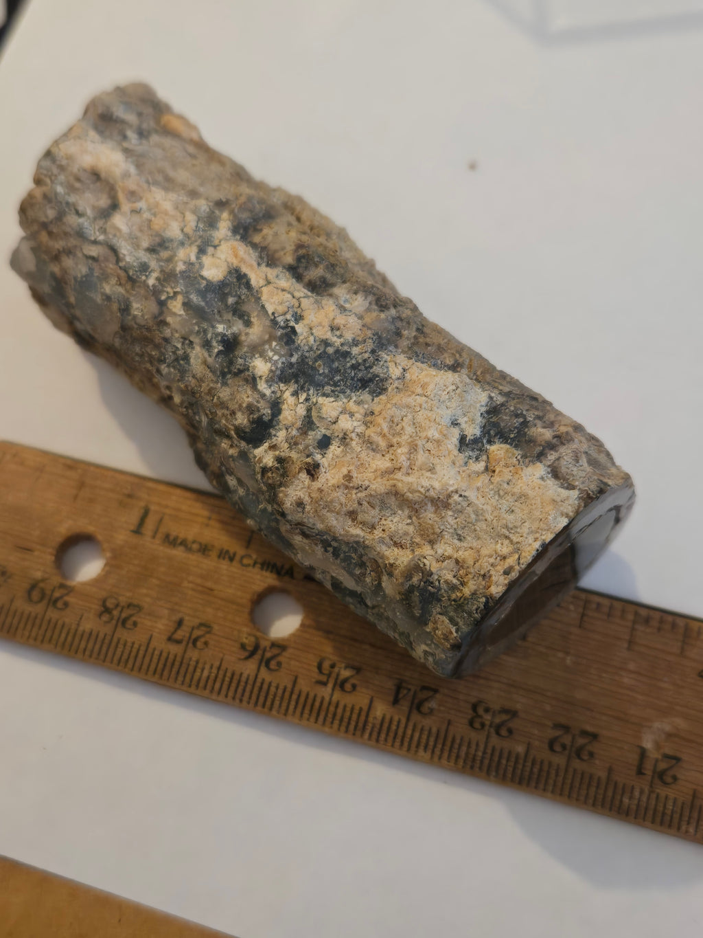 Blue Forest petrified wood