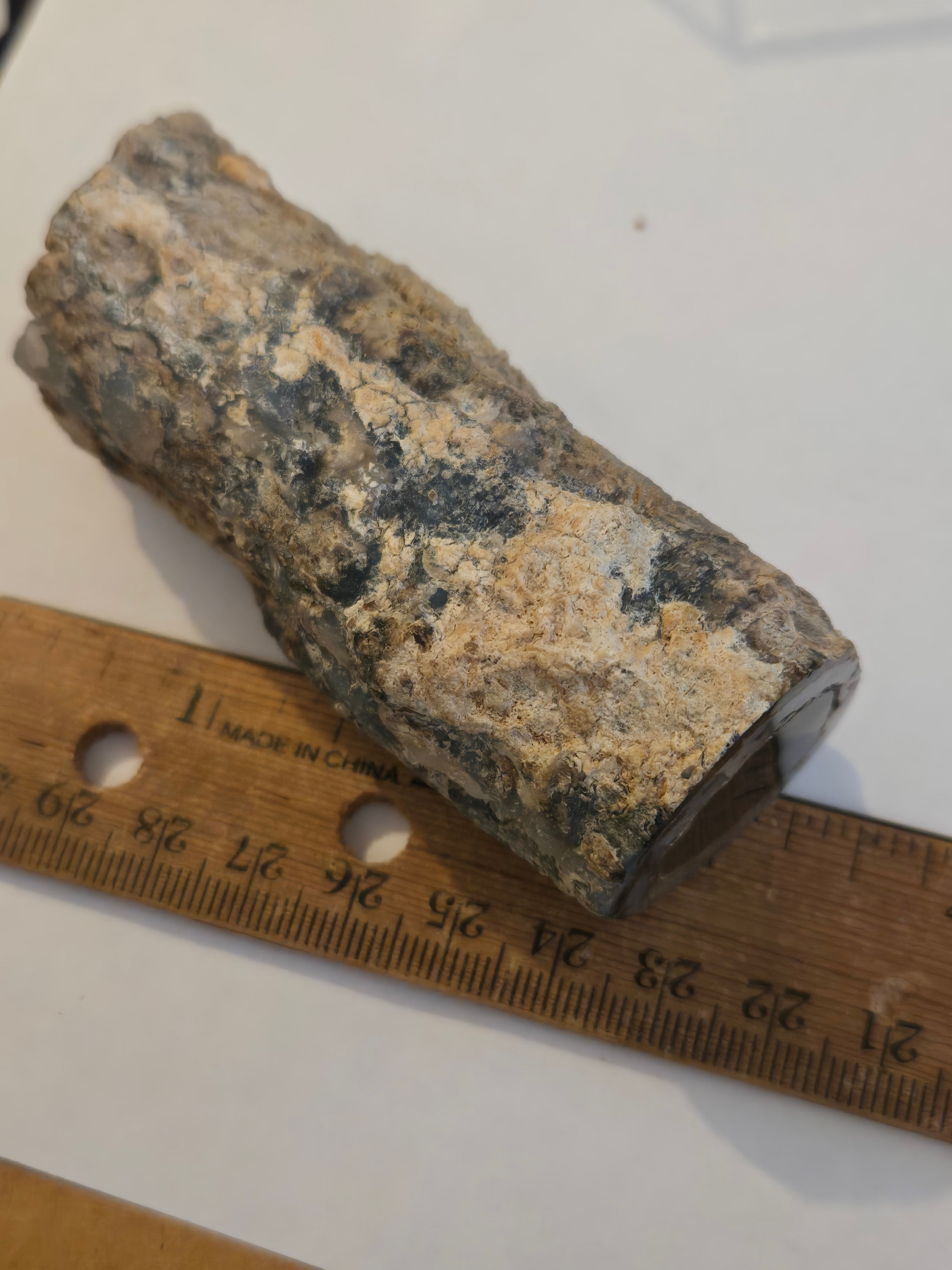 Blue Forest petrified wood