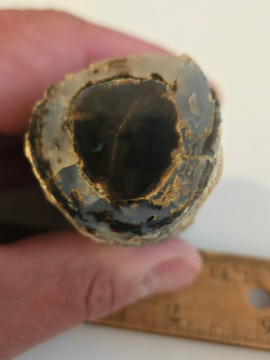 Blue Forest petrified wood