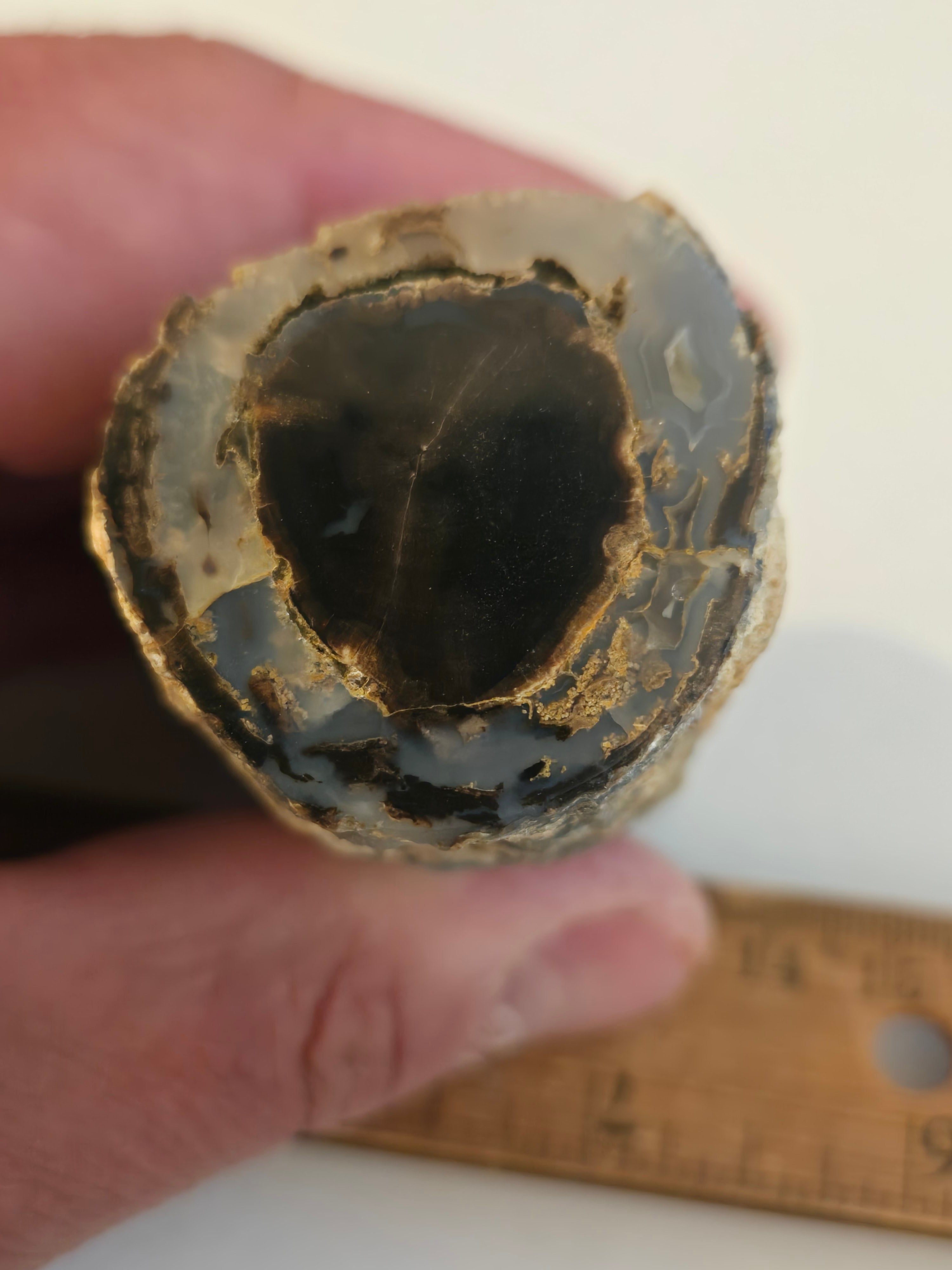 Blue Forest petrified wood