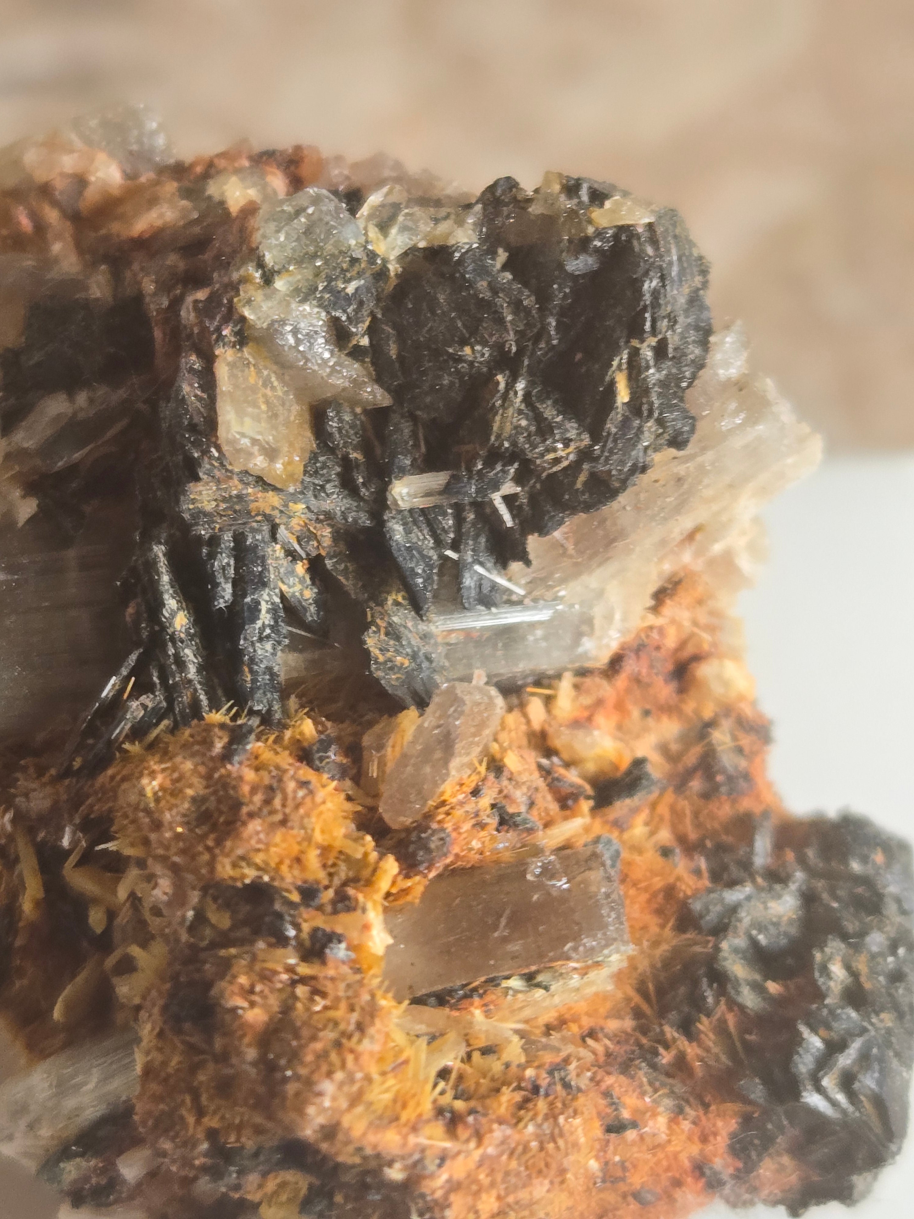 Diaspore Specimen