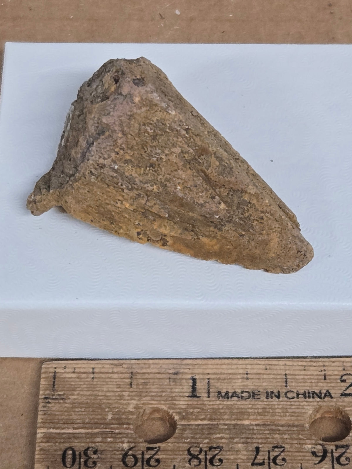 Calcite dragon tooth