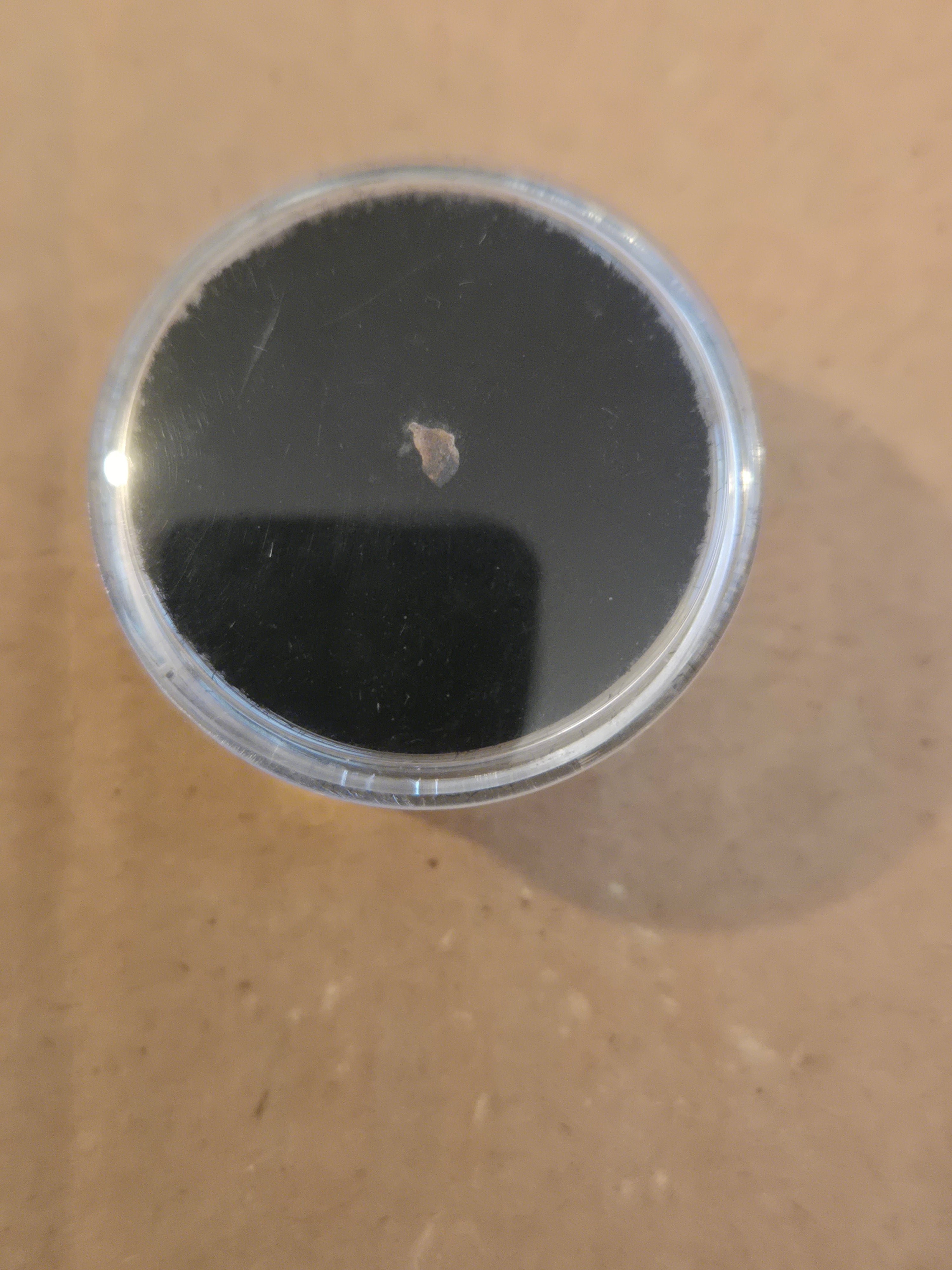 NWA 6337 meteorite