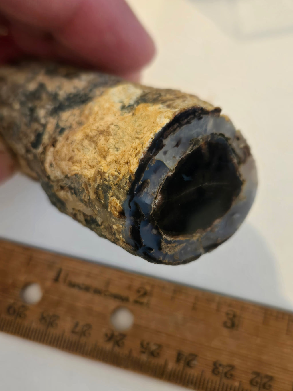 Blue Forest petrified wood