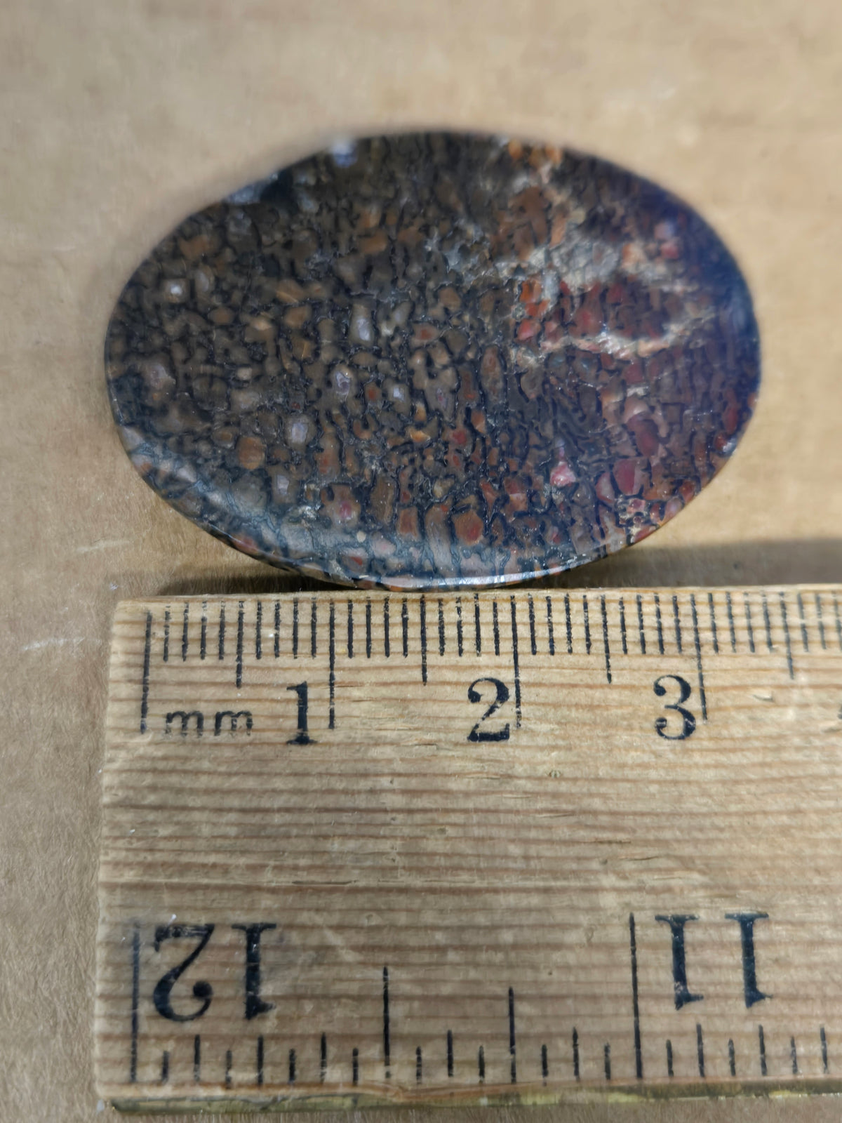 Dinosaur Bone Cabochon