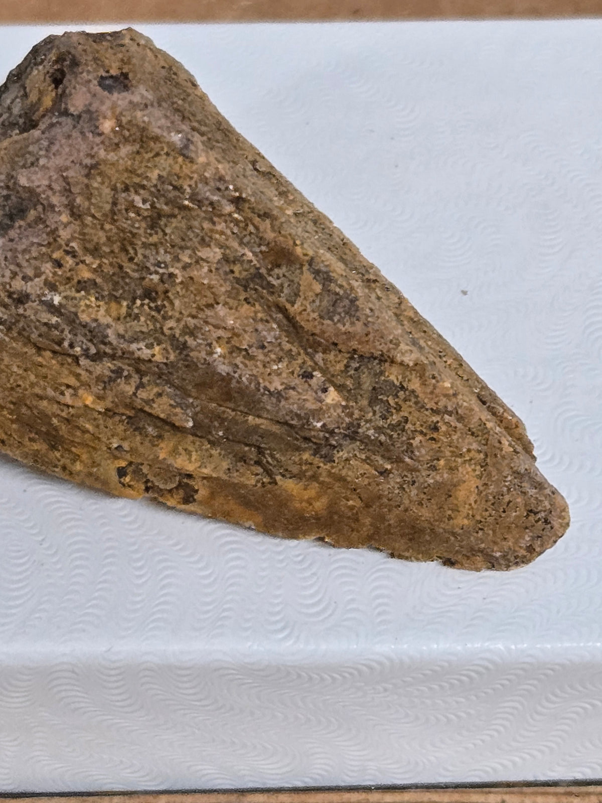 Calcite dragon tooth
