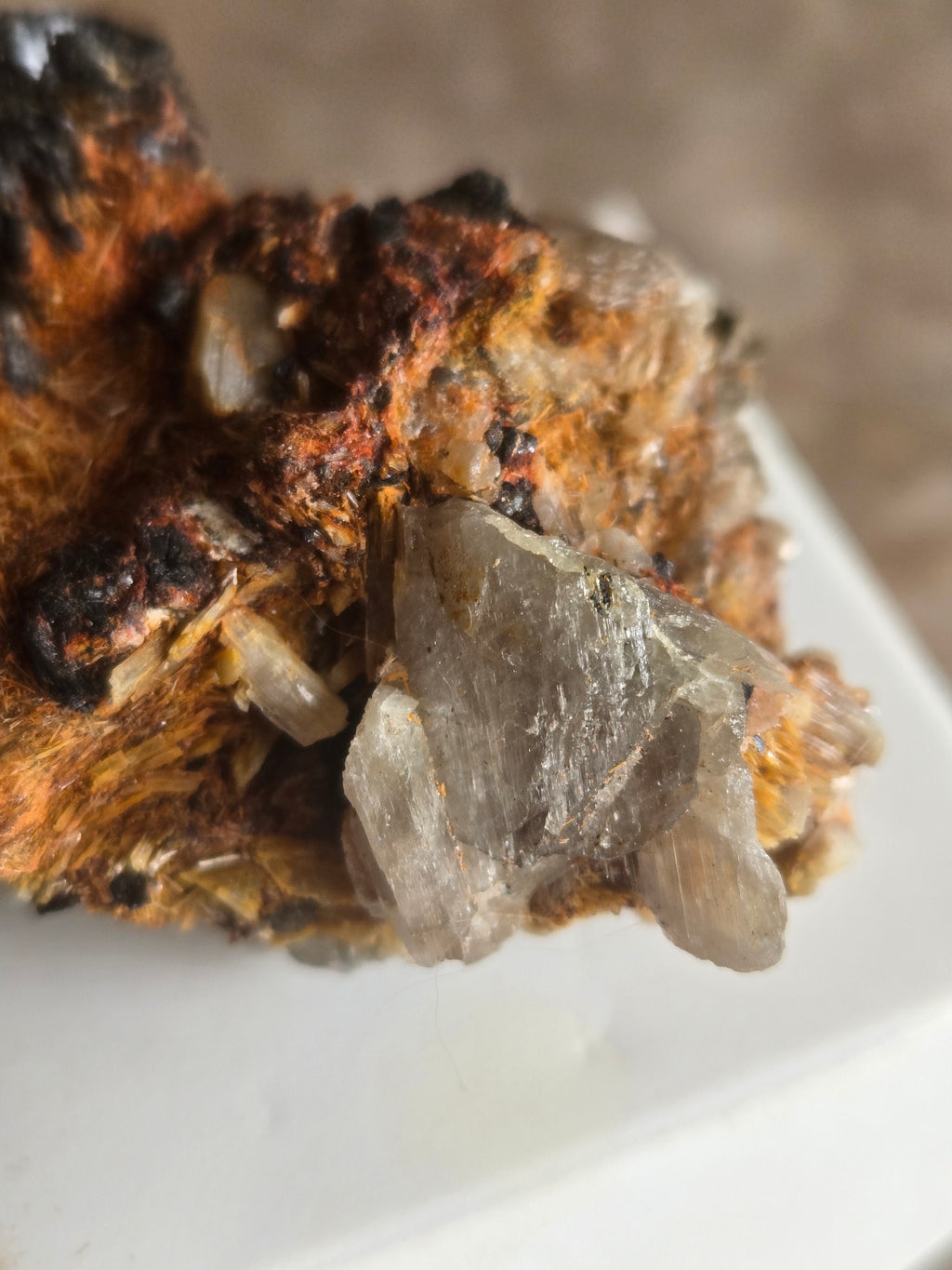 Diaspore Specimen