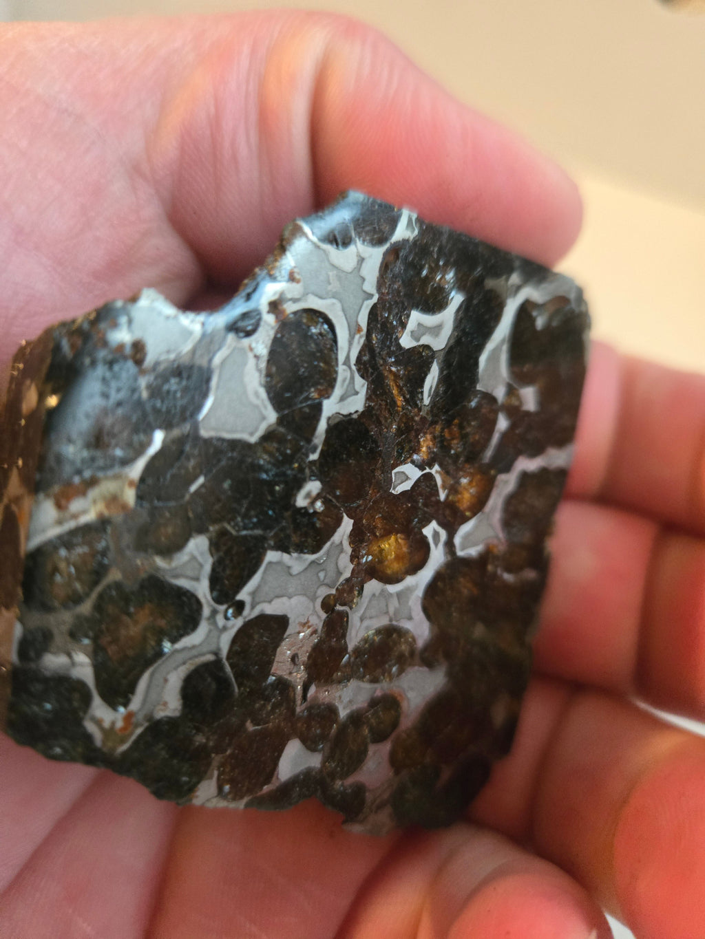 Sericho Pallasite endcut