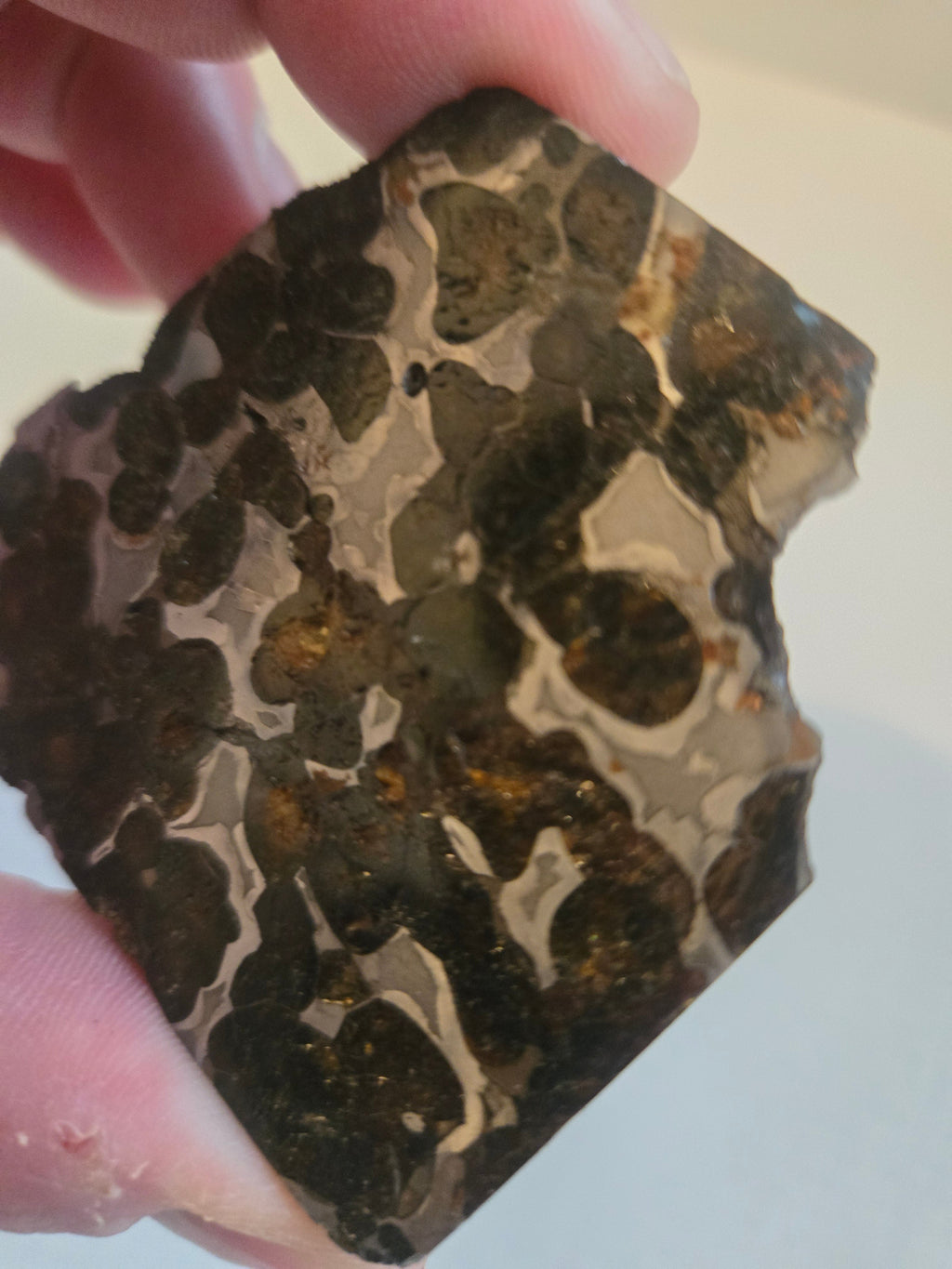 Sericho Pallasite endcut