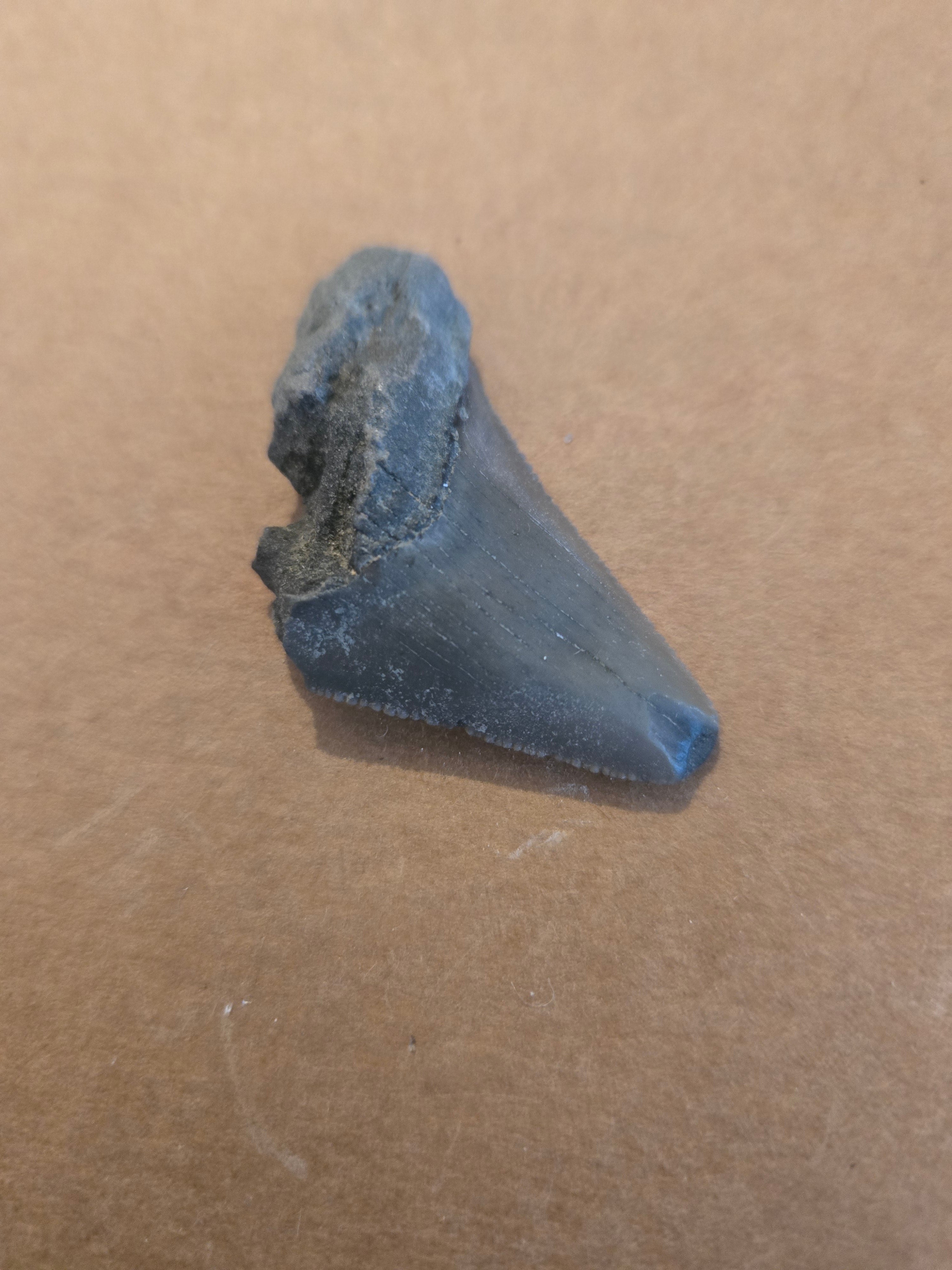 Shark tooth