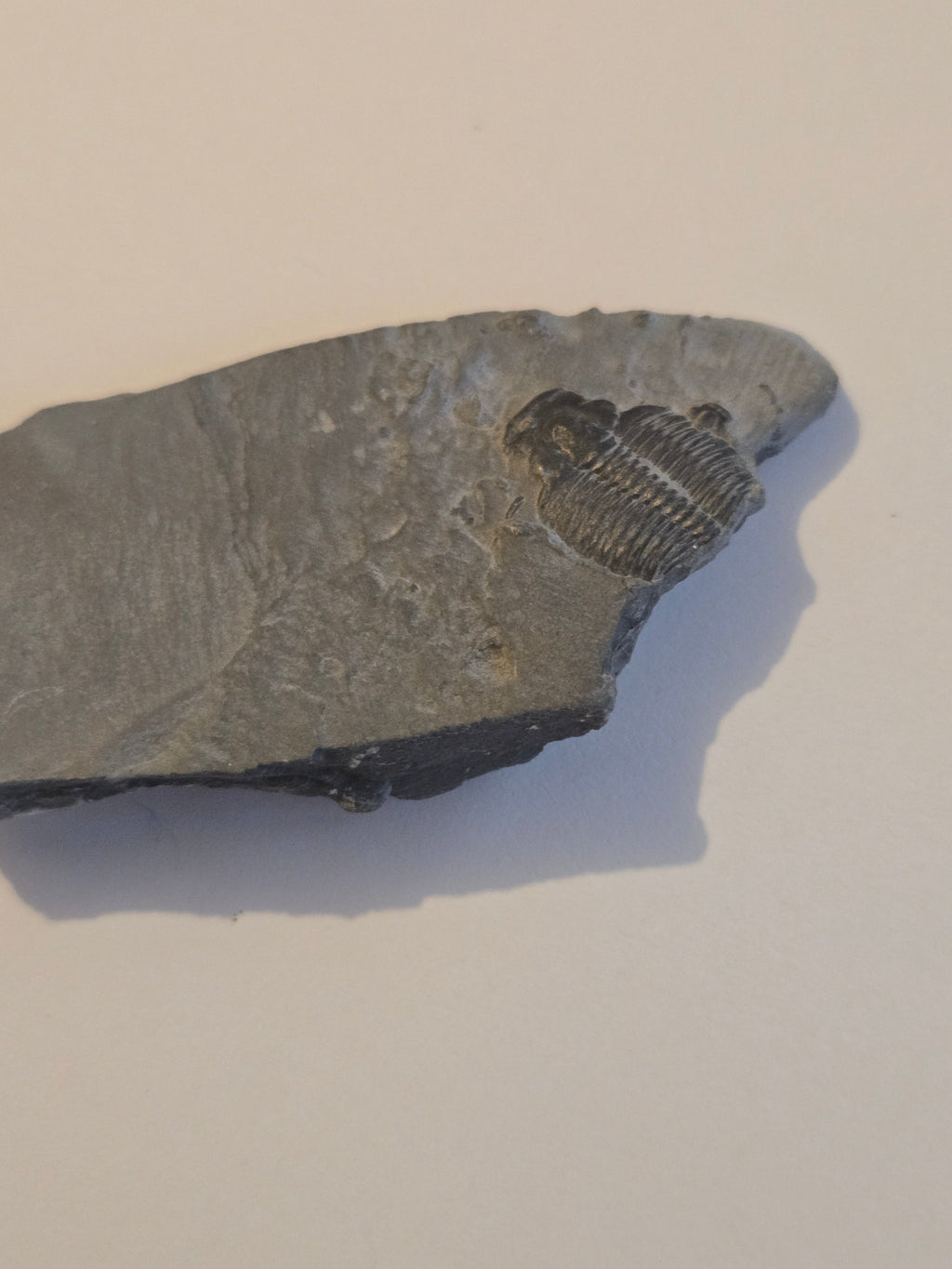 Trilobite from Utah