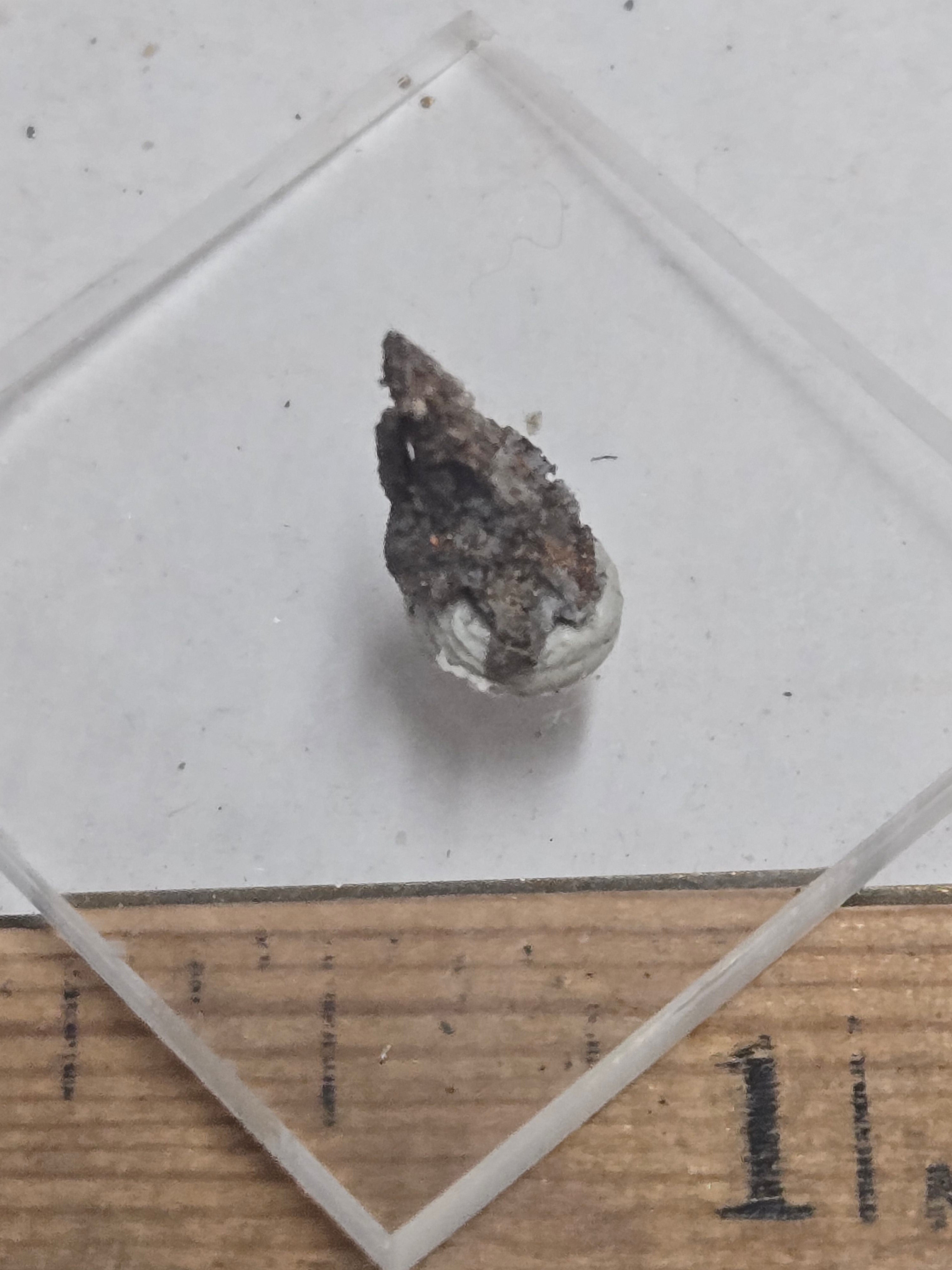 Twinned native silver