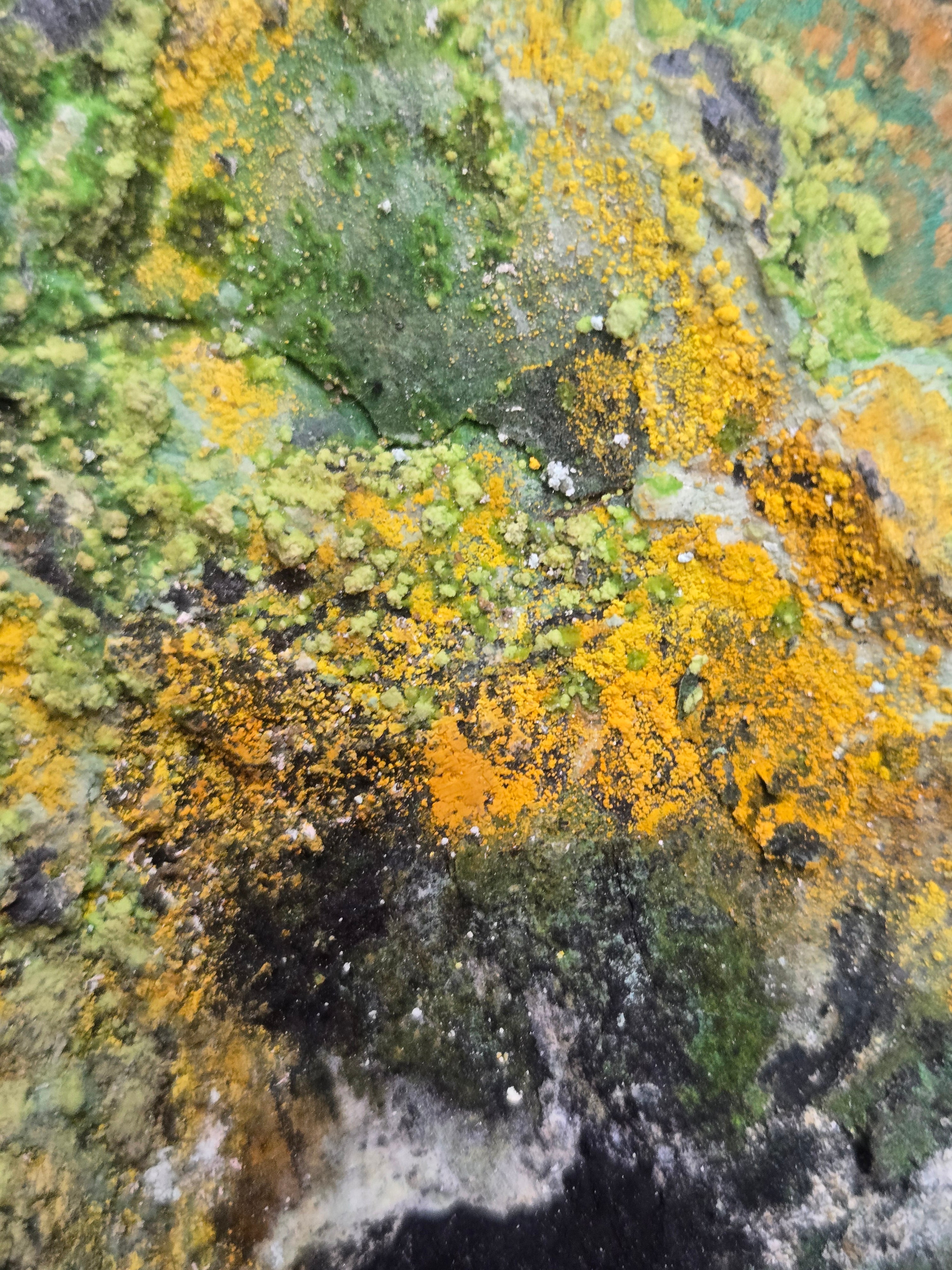 Uranophane with uraninite