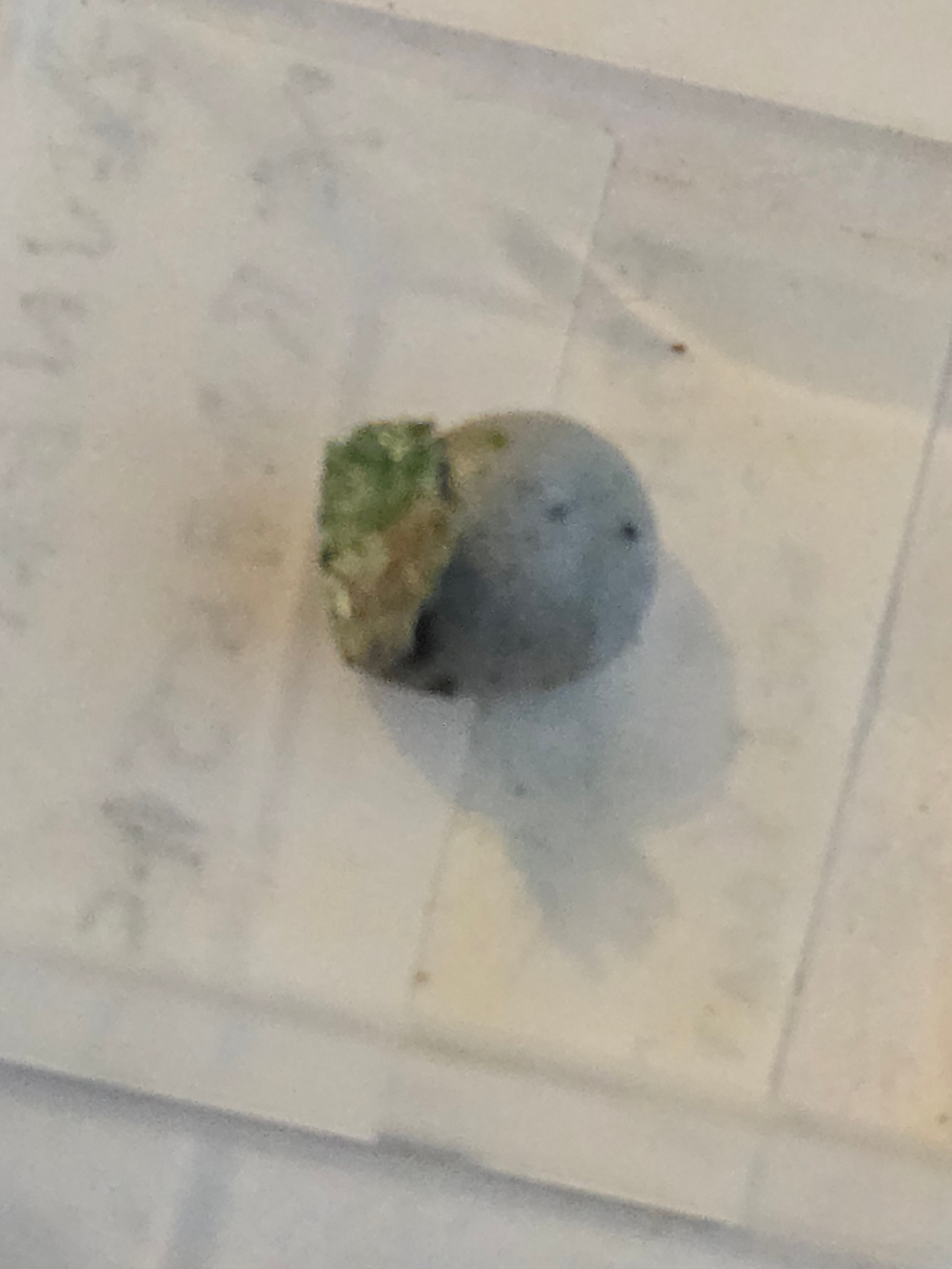 Zeunerite